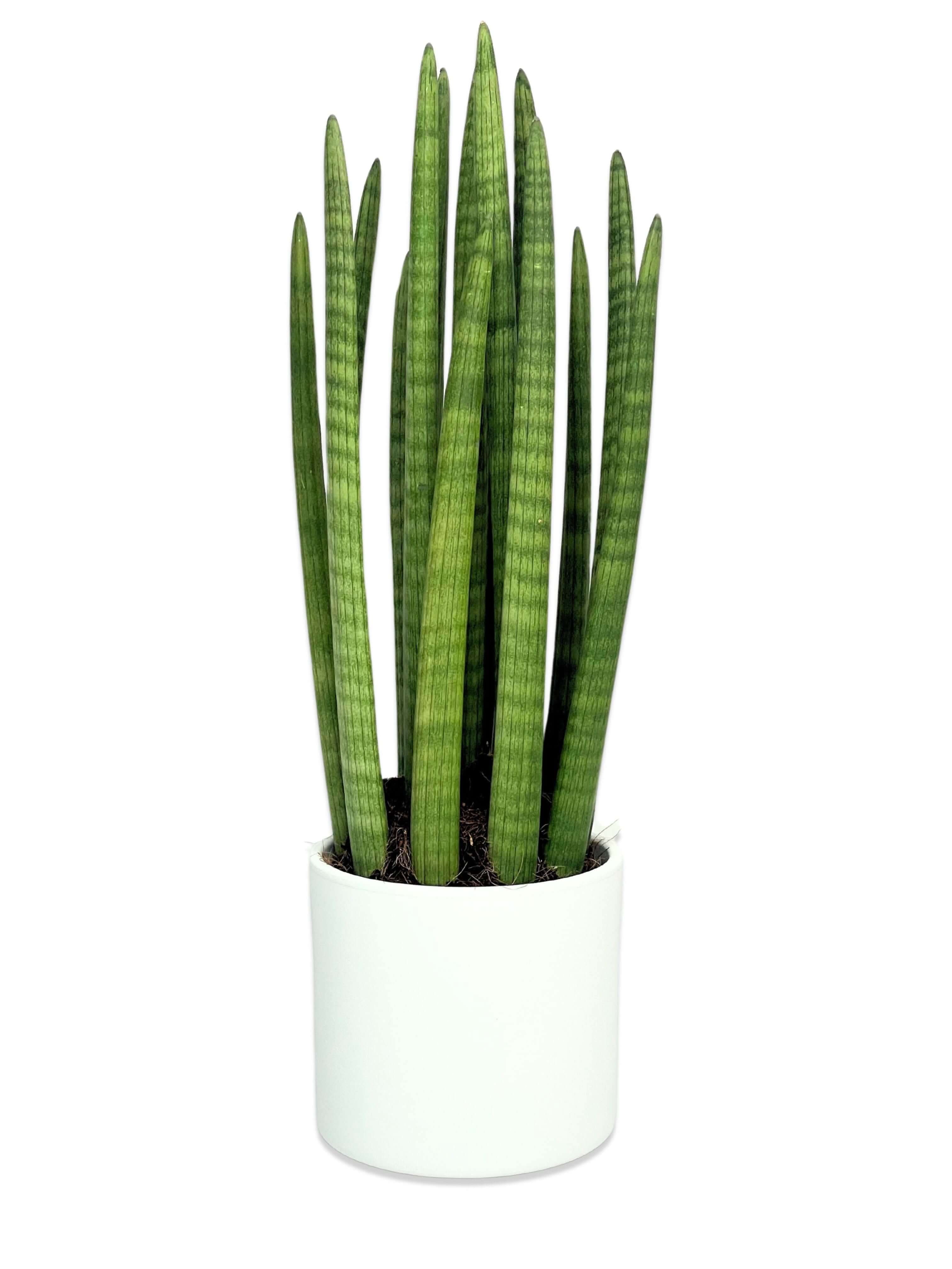 Sansevieria Cylindrica Candle - Altezza Pianta 65 cm