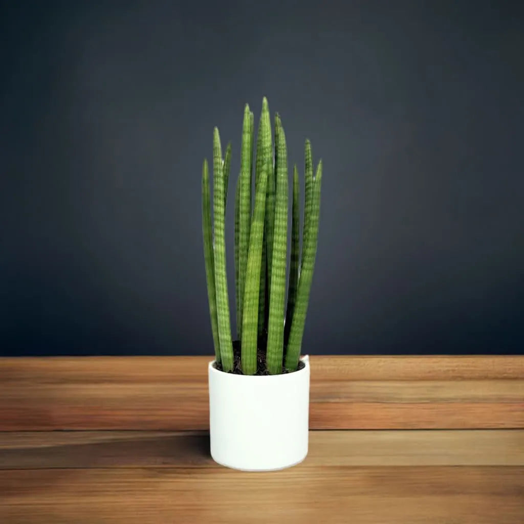 Sansevieria Cylindrica Candle - Altezza Pianta 65 cm