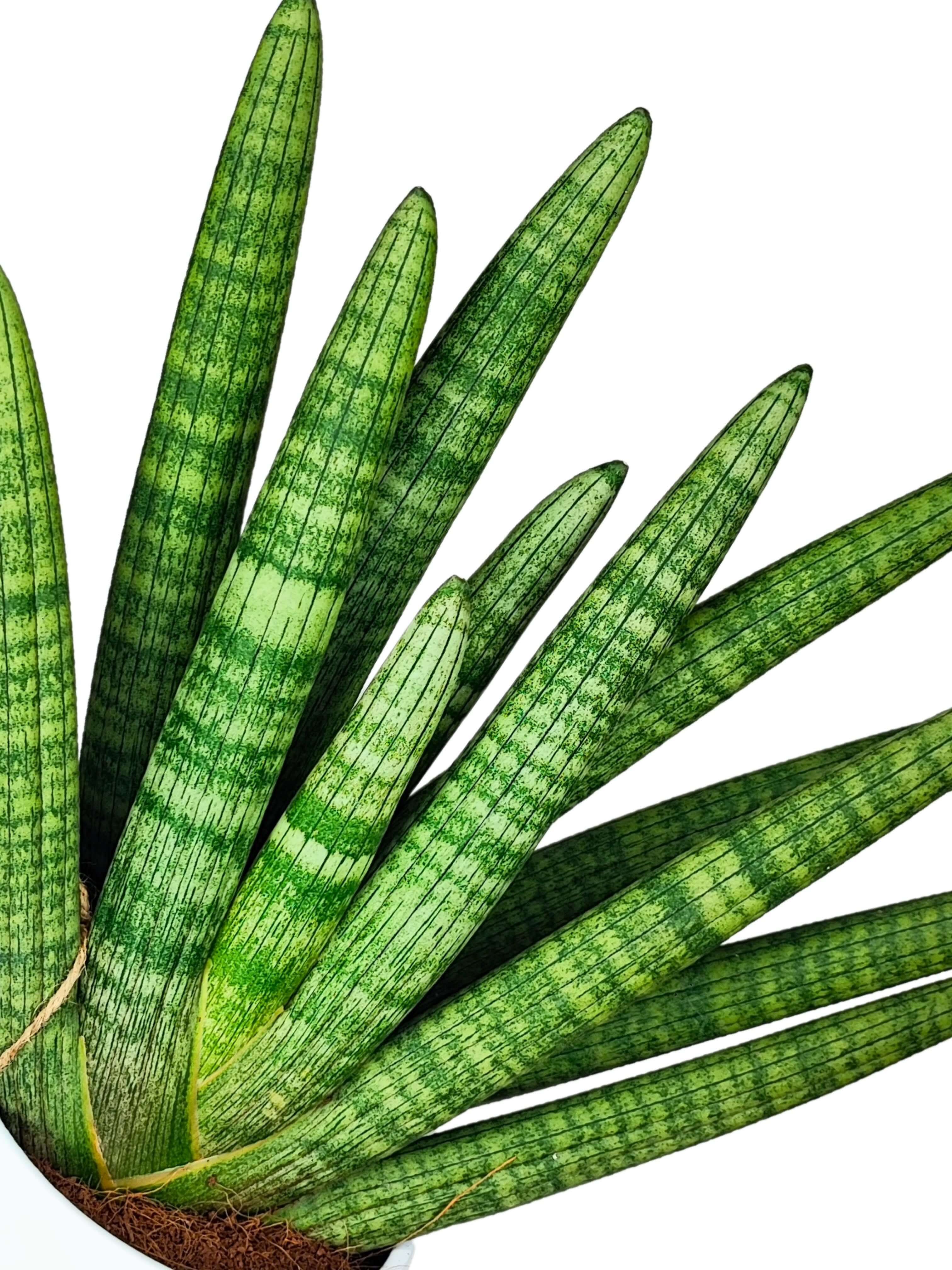 Sansevieria Cylindrica Swasdi Vaso di Ceramica Manacor Altezza Pianta 45 cm