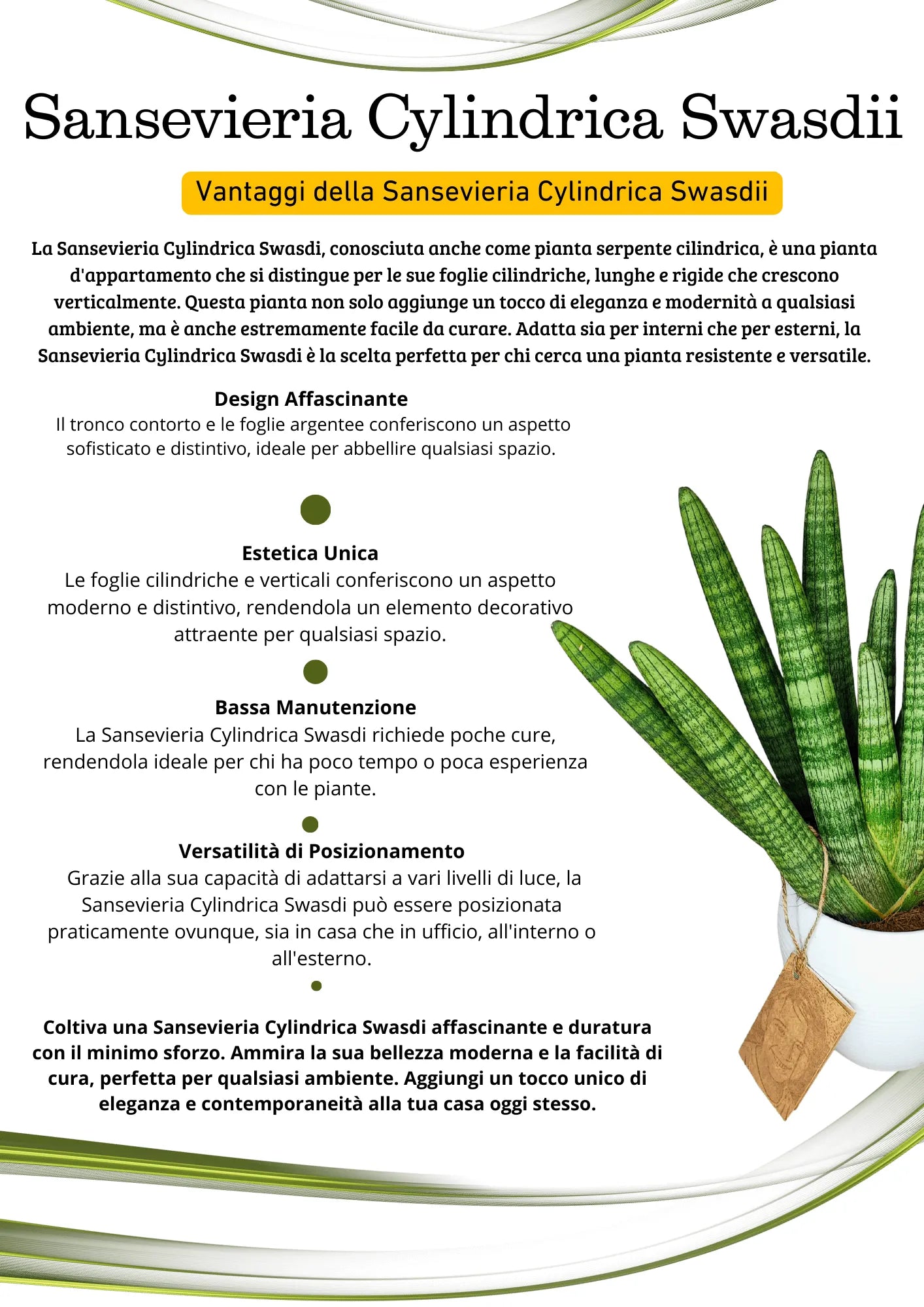 Sansevieria Cylindrica Swasdii Vaso di Ceramica Manacor Altezza Pianta 45 cm