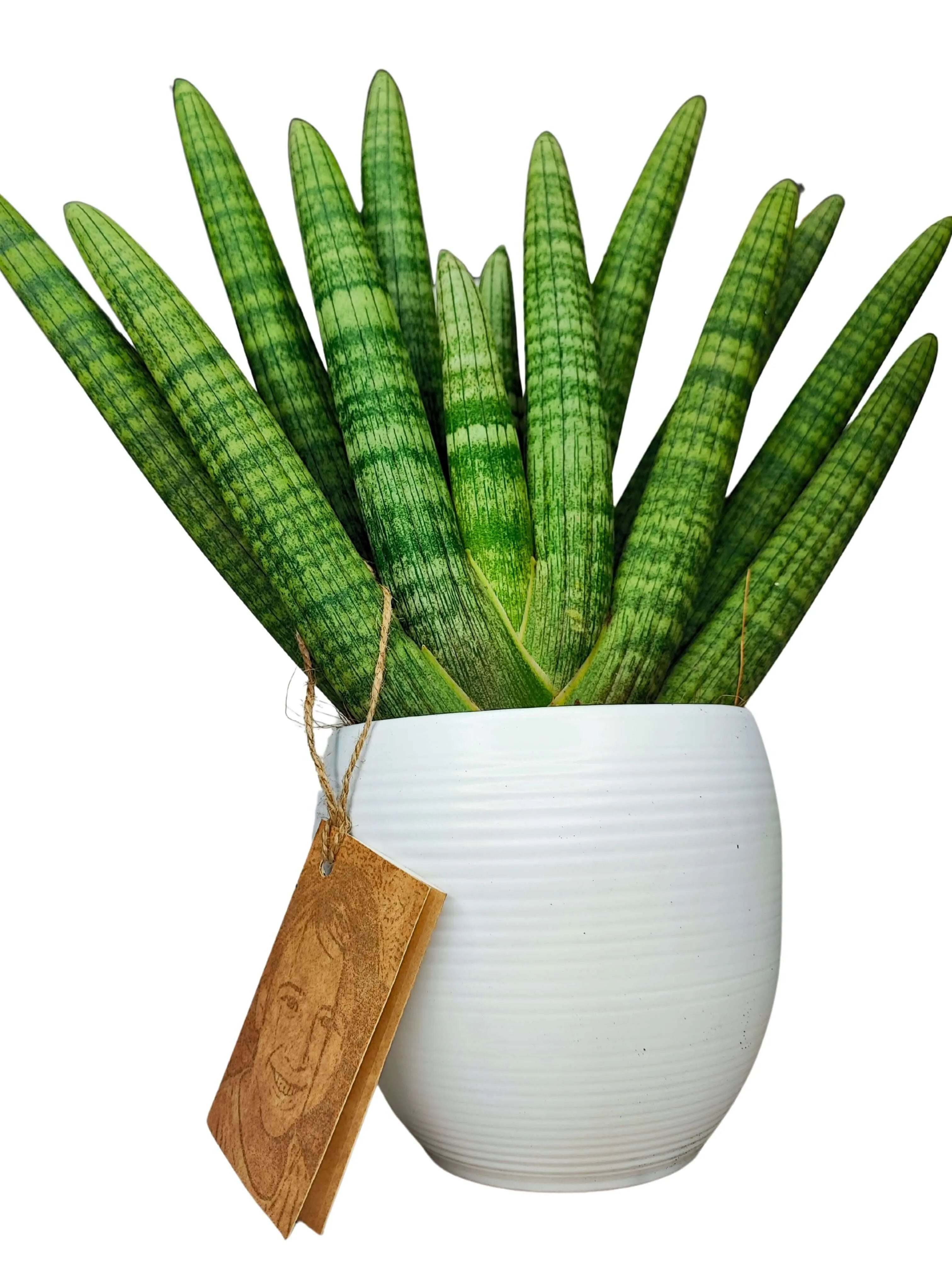 Sansevieria Cylindrica Swasdii Vaso di Ceramica Manacor Altezza Pianta 45 cm