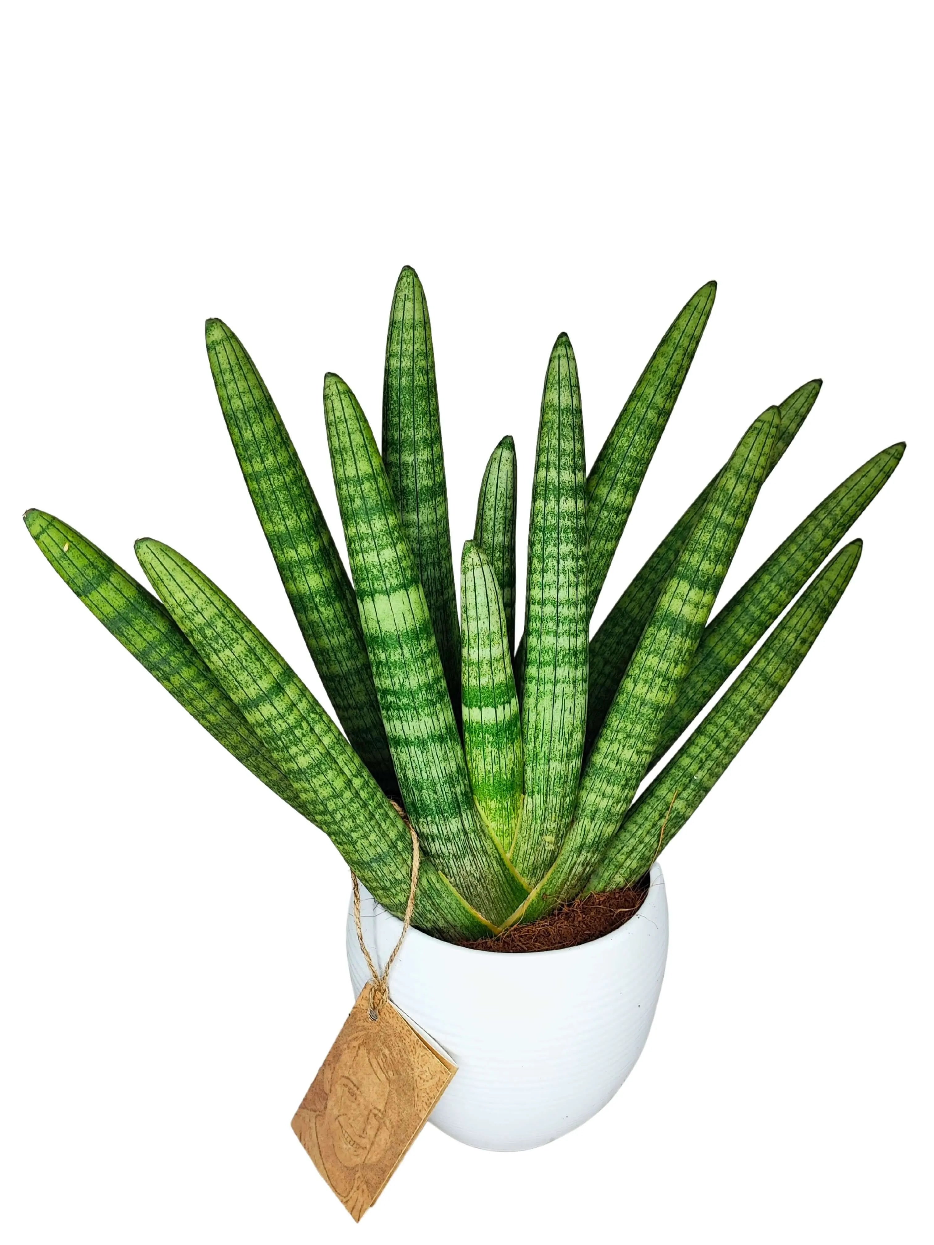 Sansevieria Cylindrica Swasdii Vaso di Ceramica Manacor Altezza Pianta 45 cm