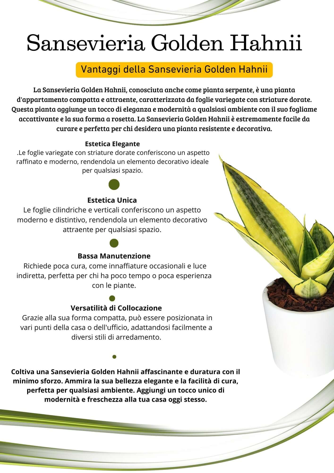 Sansevieria Golden Hahnii  Altezza Pianta 15 cm