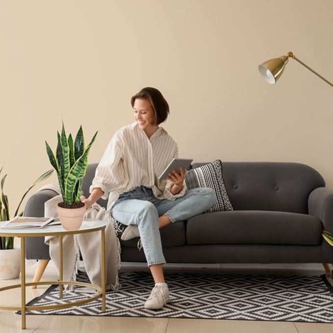 Sansevieria Laurentii - Altezza Pianta 35 cm