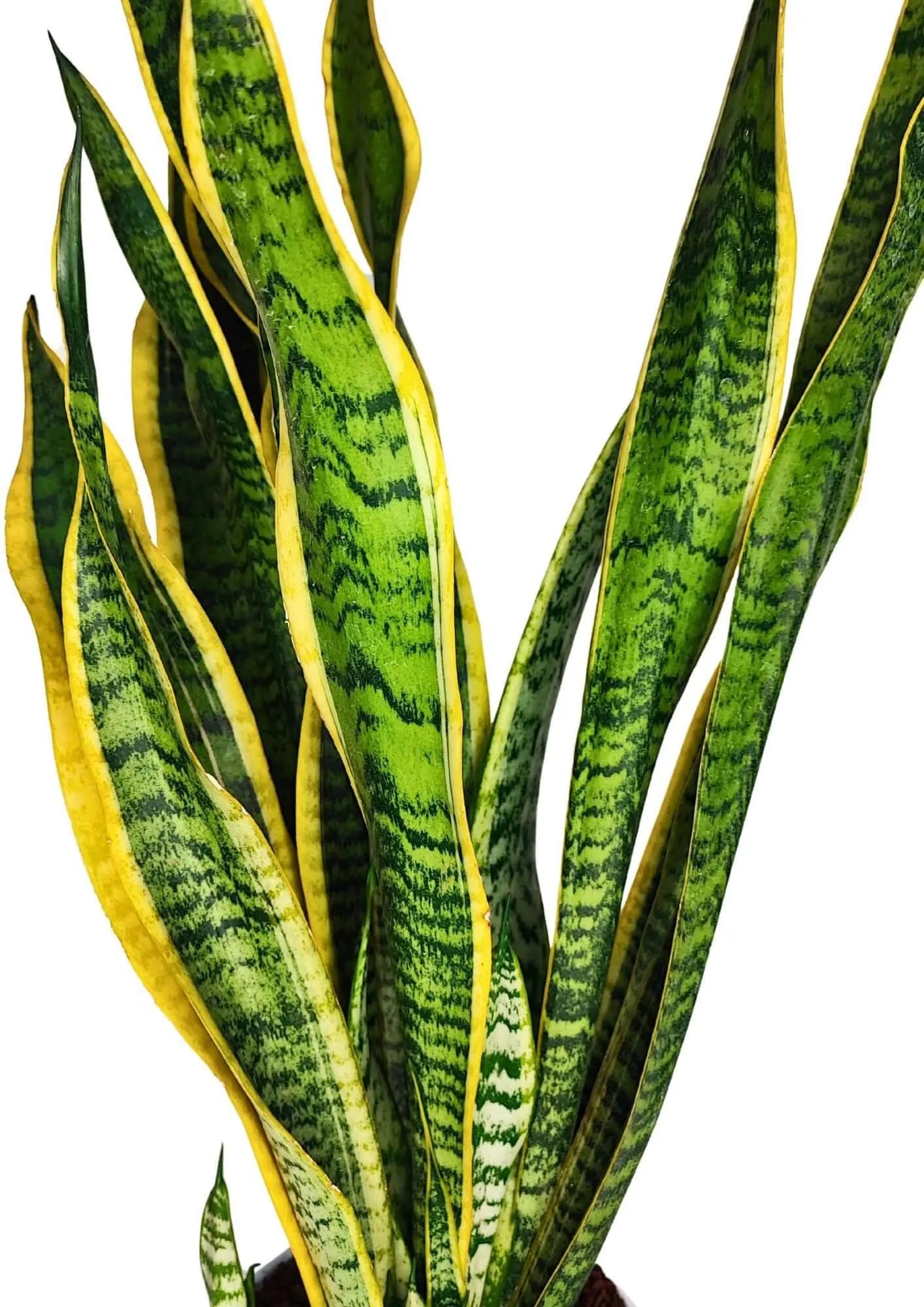 Sansevieria Laurentii - Altezza Pianta 40 cm
