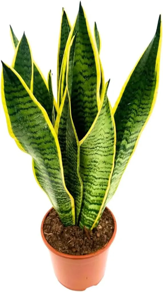 Sansevieria Laurentii - Altezza Pianta 40 cm