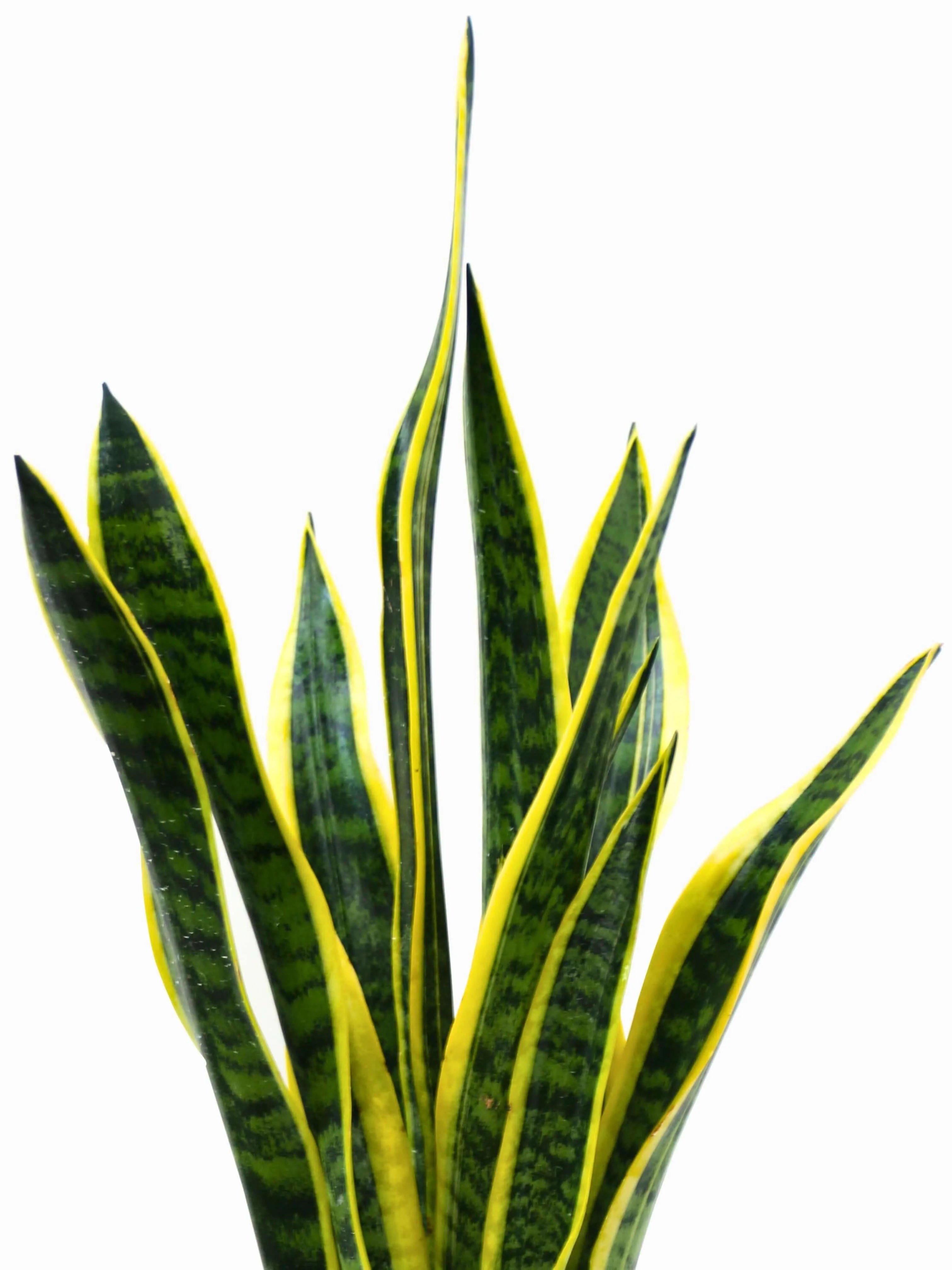 Sansevieria Laurentii altezza 60 cm