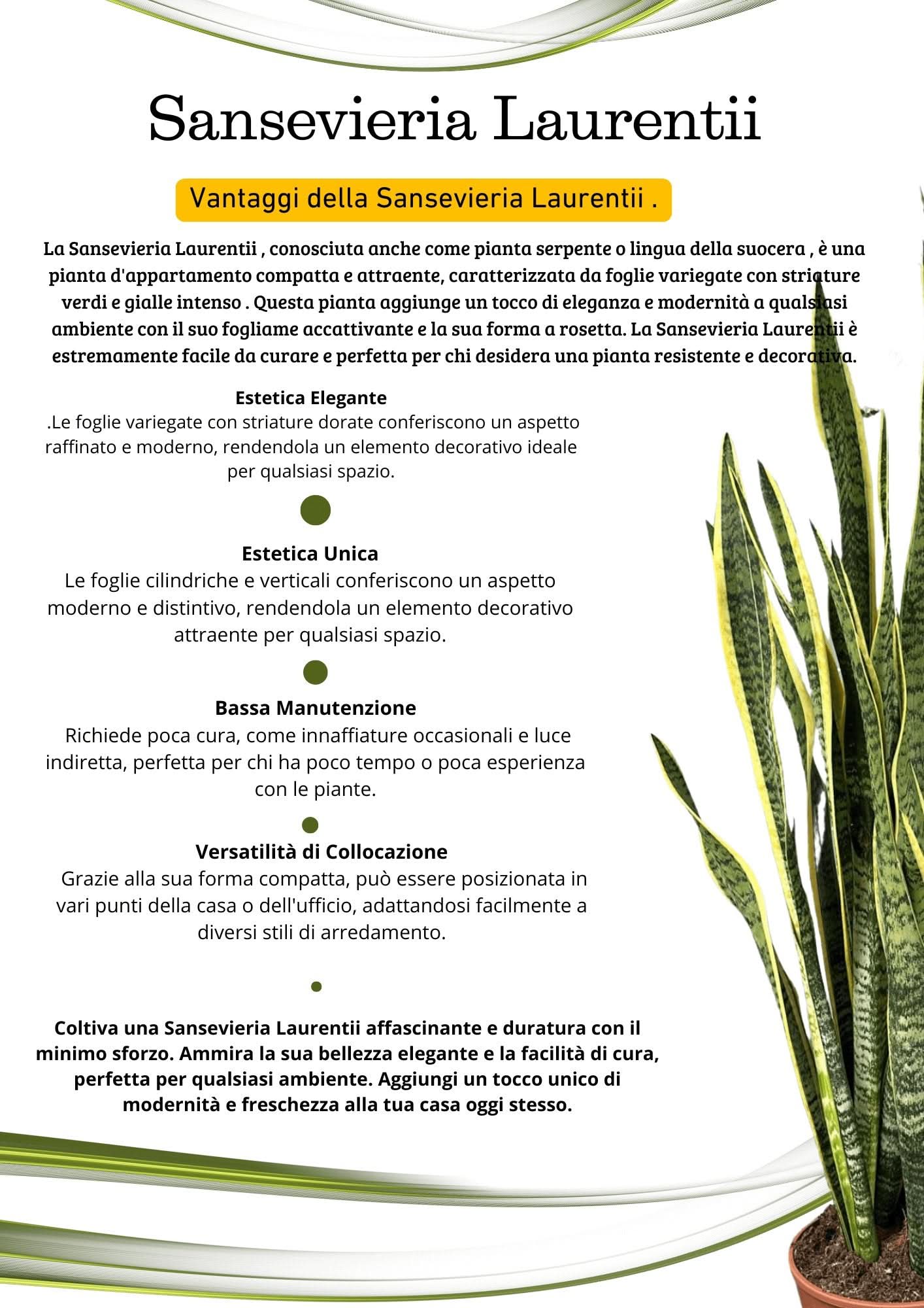 Sansevieria Laurentii altezza 60 cm