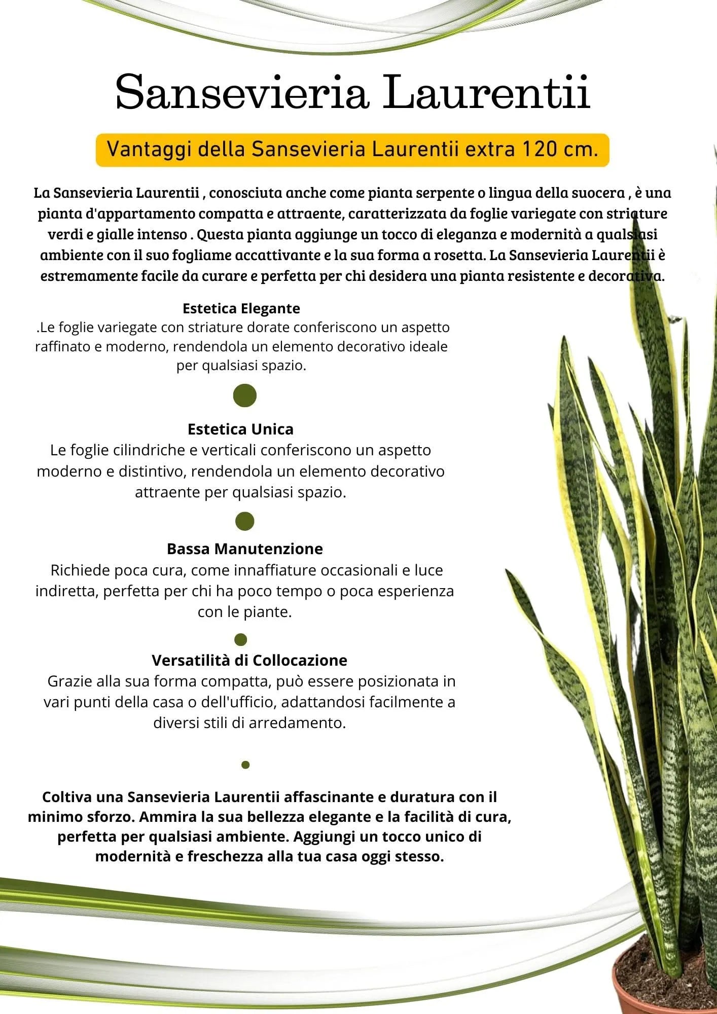 Sansevieria Laurentii Extra  Altezza Pianta 120 cm