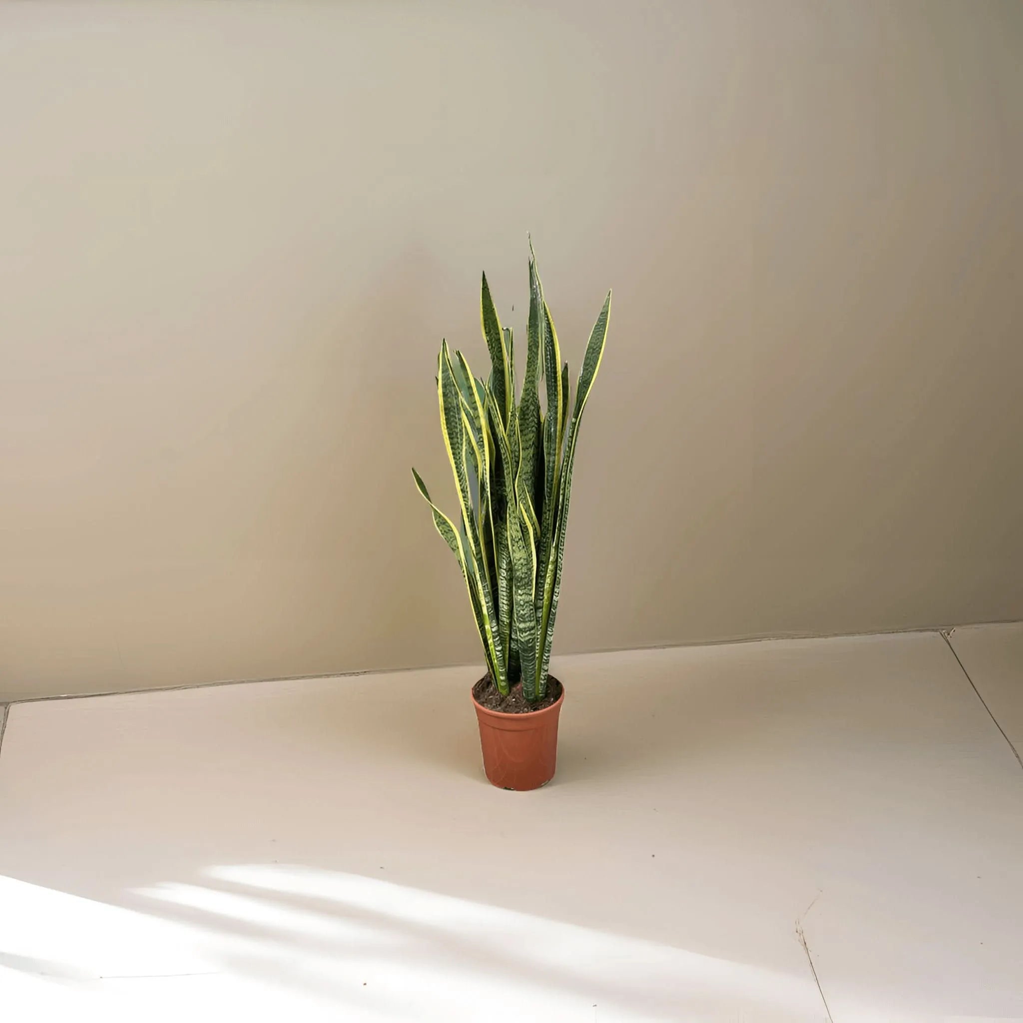 Sansevieria Laurentii Extra  Altezza Pianta 120 cm