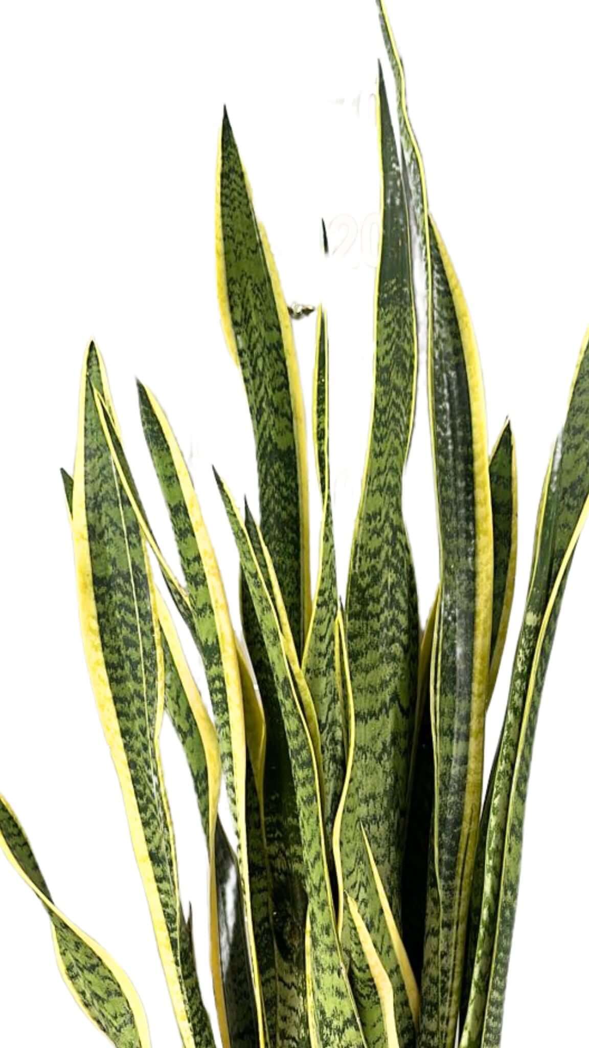 Sansevieria Laurentii Extra  Altezza Pianta 120 cm