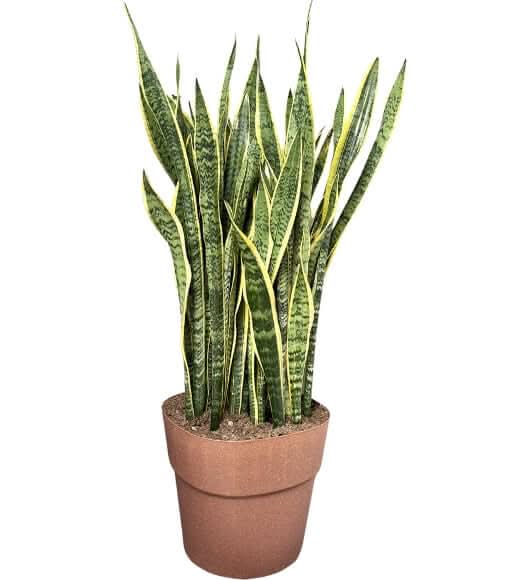 Sansevieria Laurentii - Pianta Alta 130 cm, Vaso con Riserva d'Acqua Diametro
