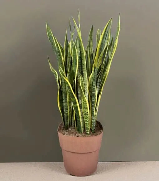 Sansevieria Laurentii - Pianta Alta 130 cm, Vaso con Riserva d'Acqua Diametro