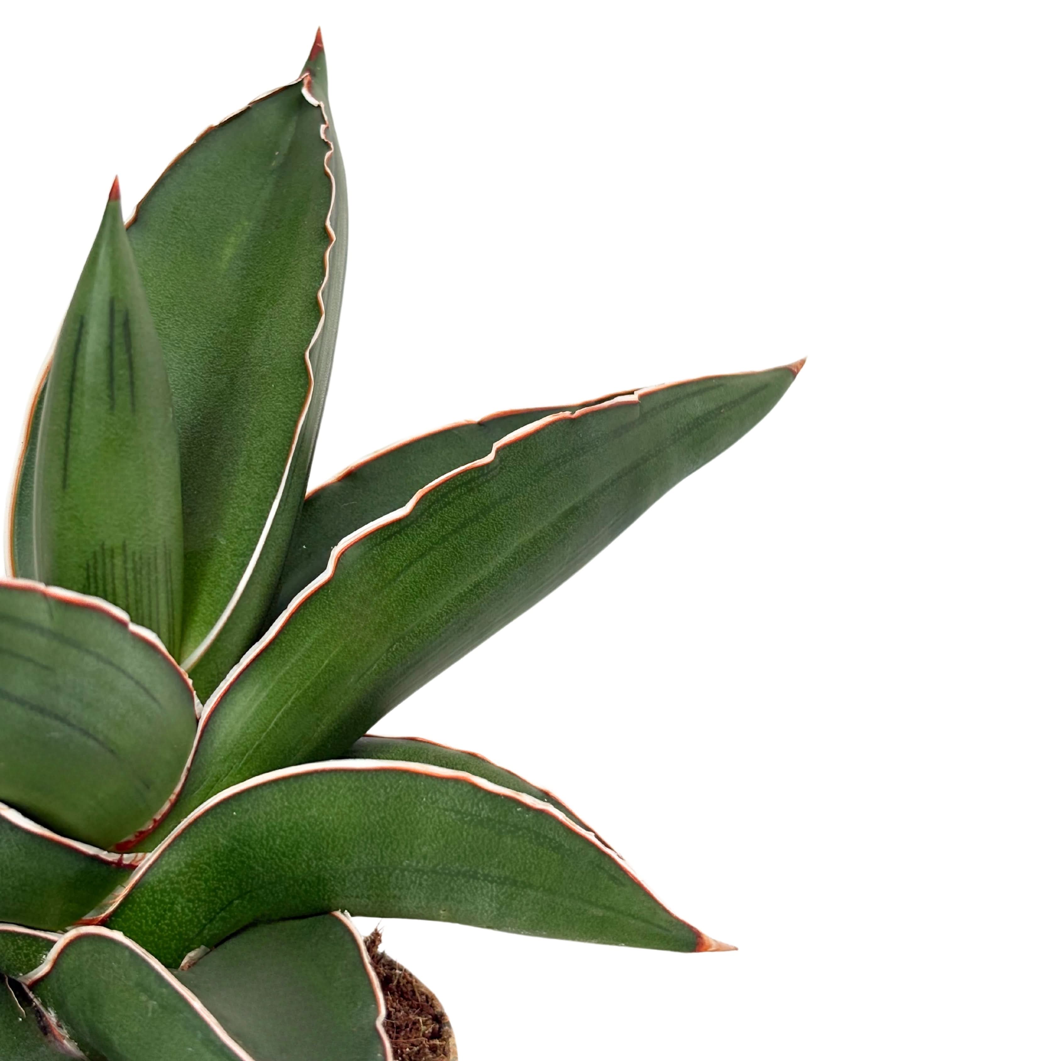 Sansevieria Samurai D. 9 cm H. 20 cm