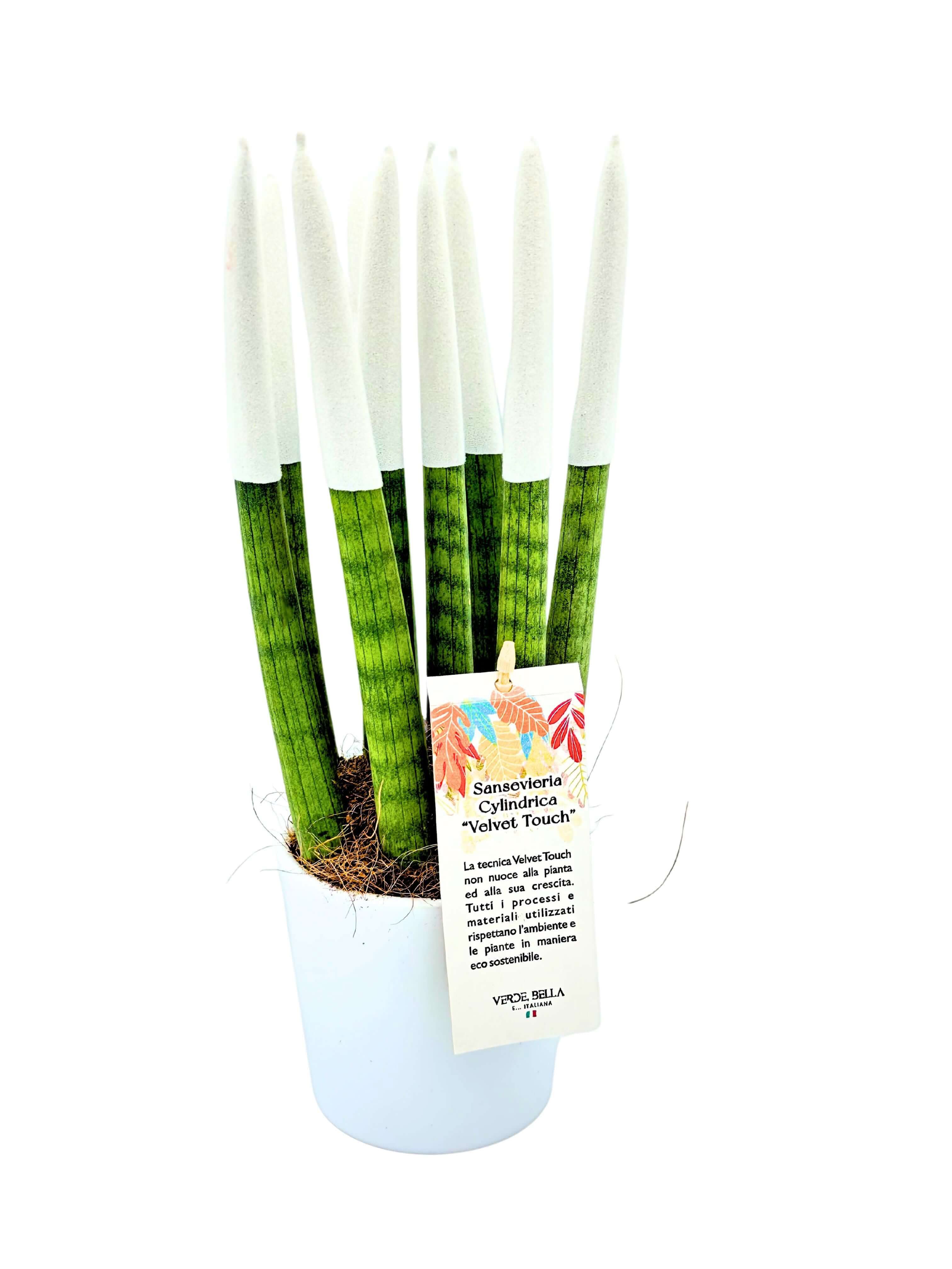 Sansevieria Velvet Touch