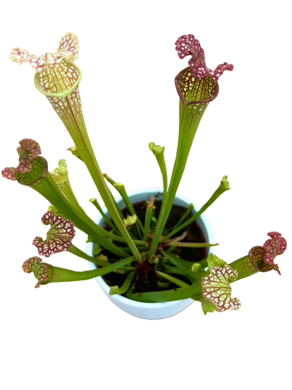 Sarracenia - Pianta Carnivora D.13 H.20 cm