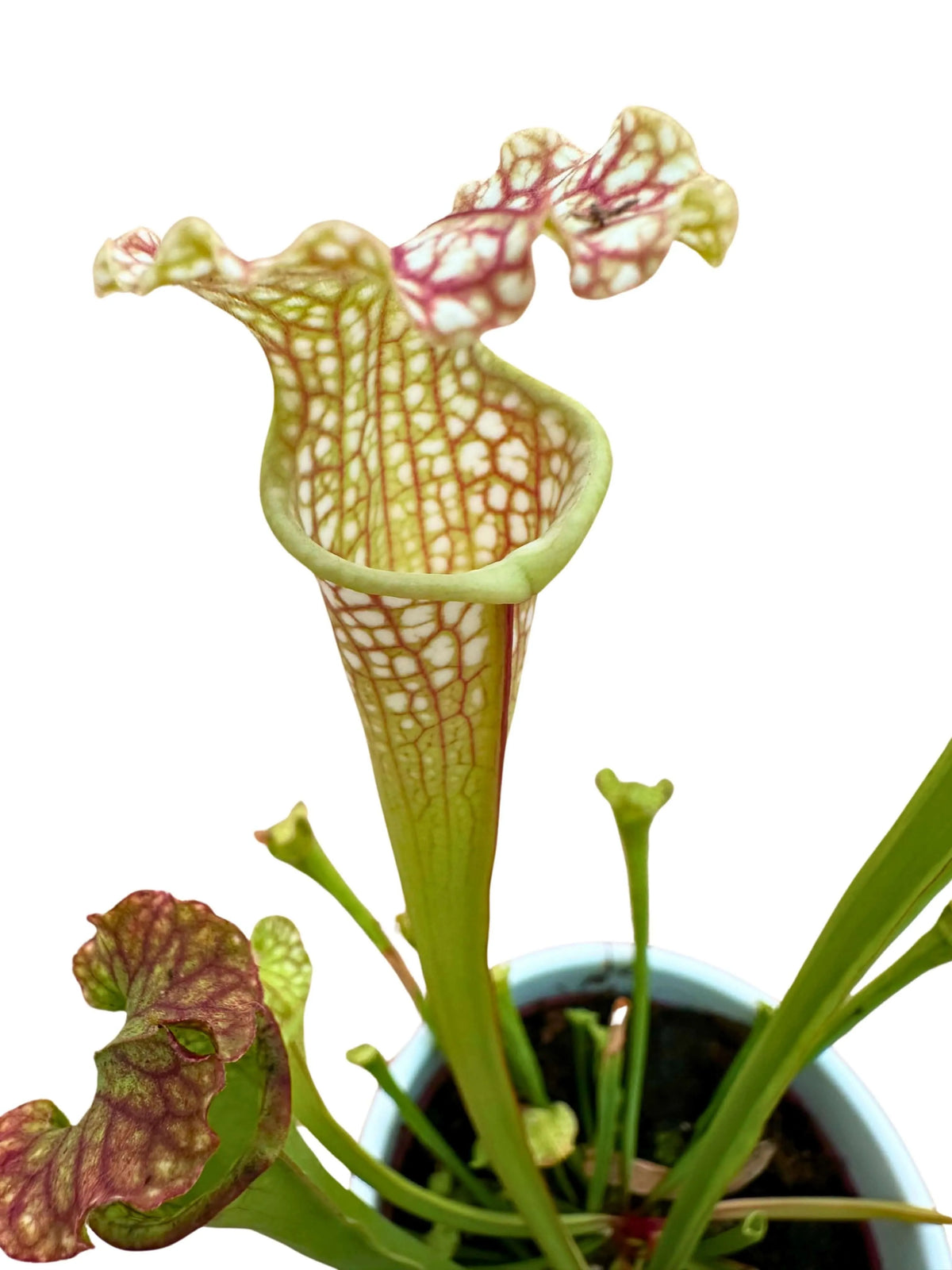 Sarracenia - Pianta Carnivora D.13 H.20 cm