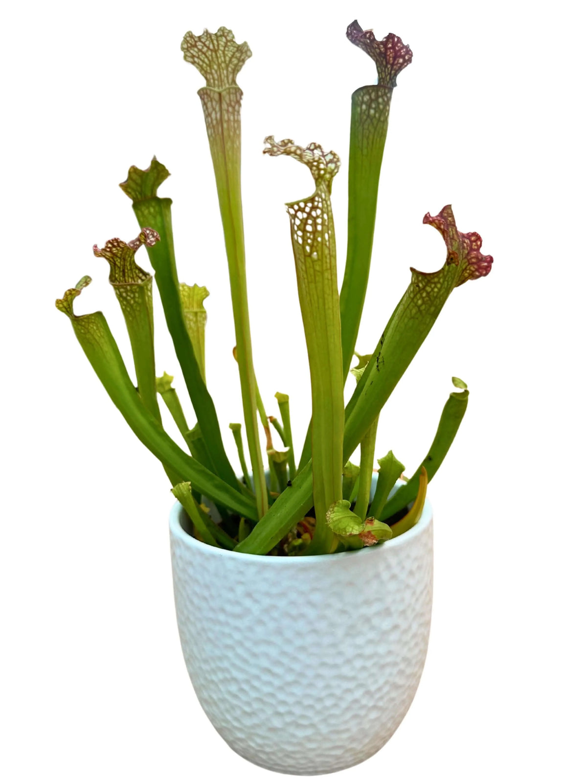 Sarracenia - Pianta Carnivora D.13 H.20 cm