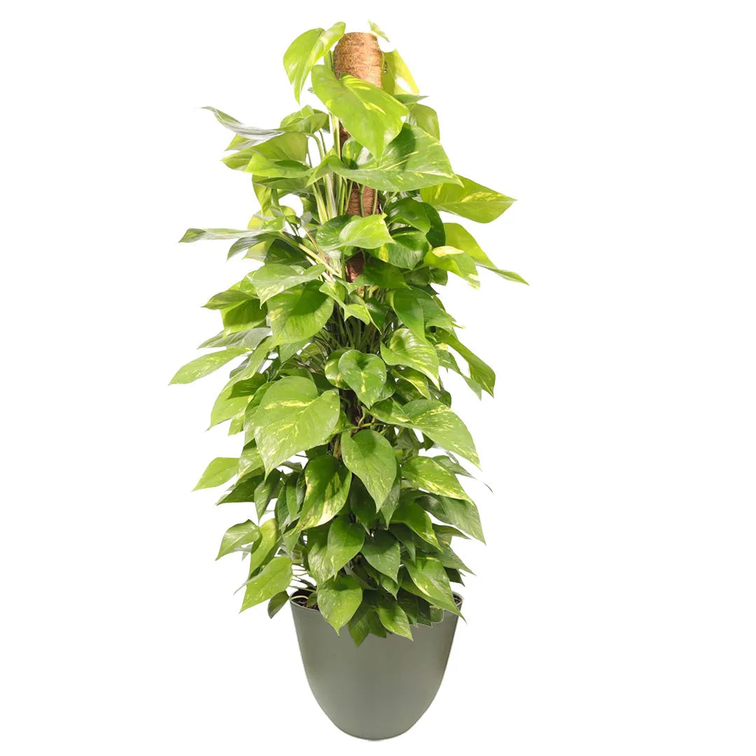 POTHOS (scindapsus spp) Aurea D.19 cm