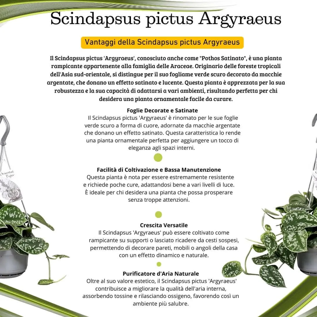 Scindapsus pictus 'Argyraeus' Hanging basket vaso 14 cm SO