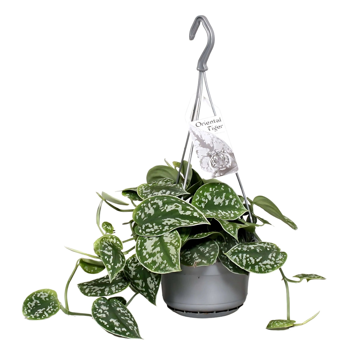 Scindapsus pictus 'Argyraeus' Hanging basket vaso 14 cm SO