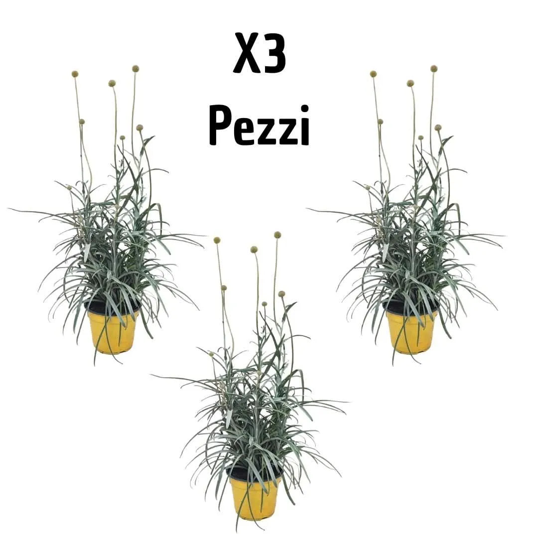 Set 3 piante Craspedia