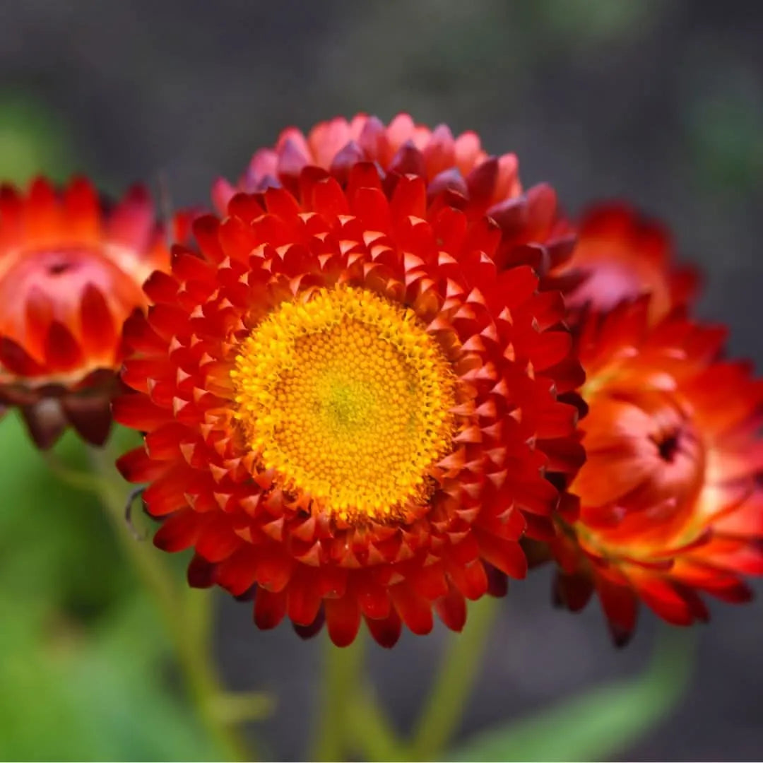 Set 3 piante di Helichrysum