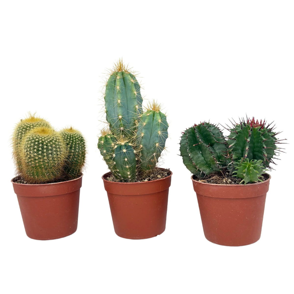 Set 3 Piantine Grasse D. 6.5 cm