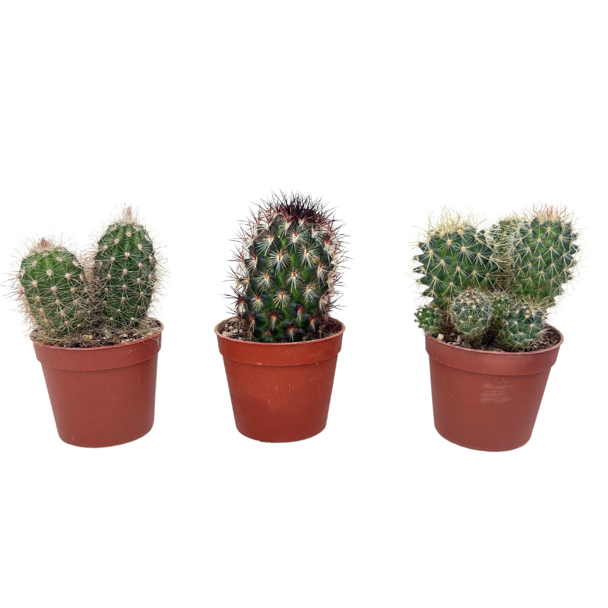 Set 3 Piantine Grasse D. 6.5 cm
