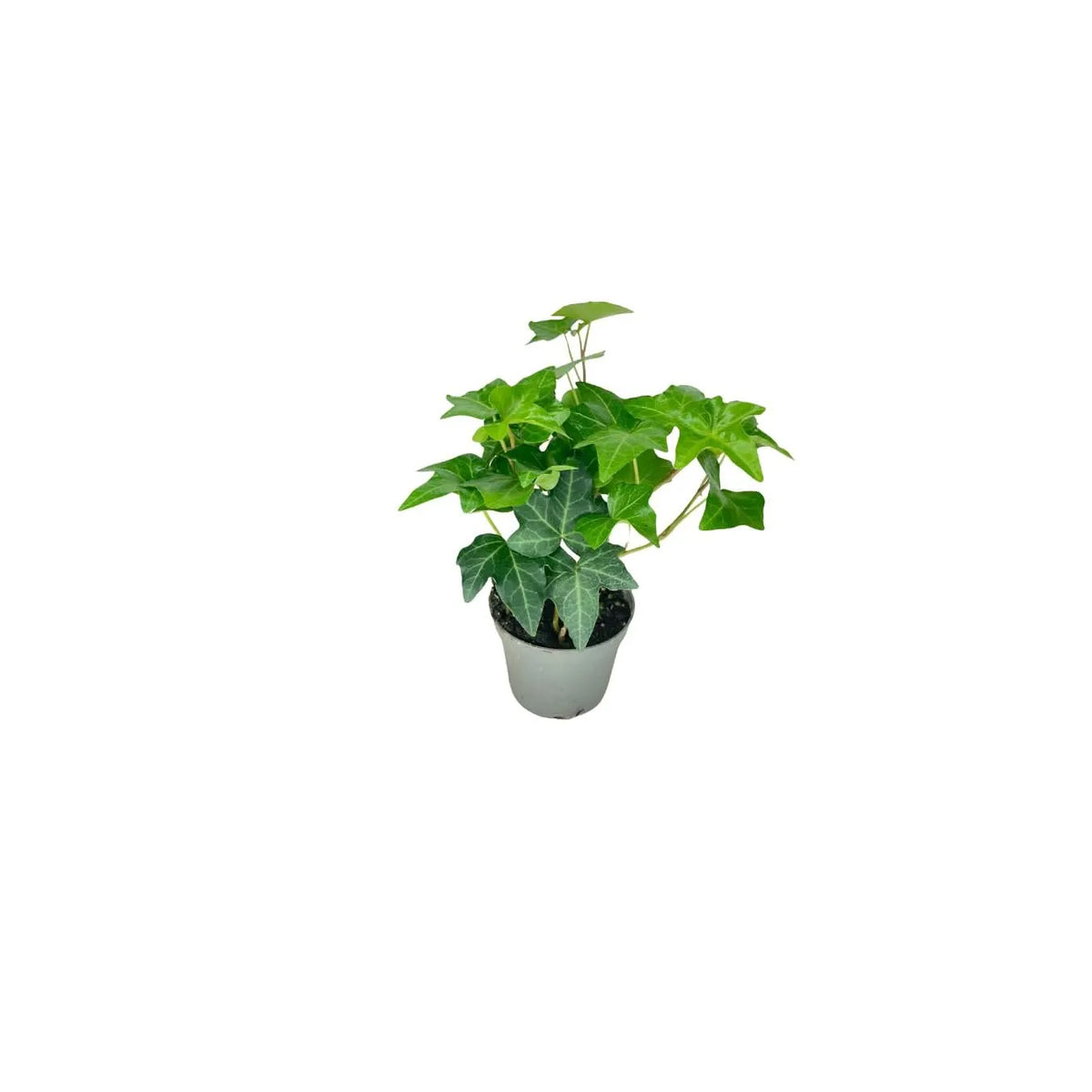 Set 4 piantine con bonsai ficus ginseng