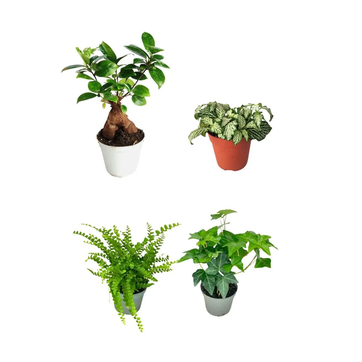 Set 4 piantine con bonsai ficus ginseng