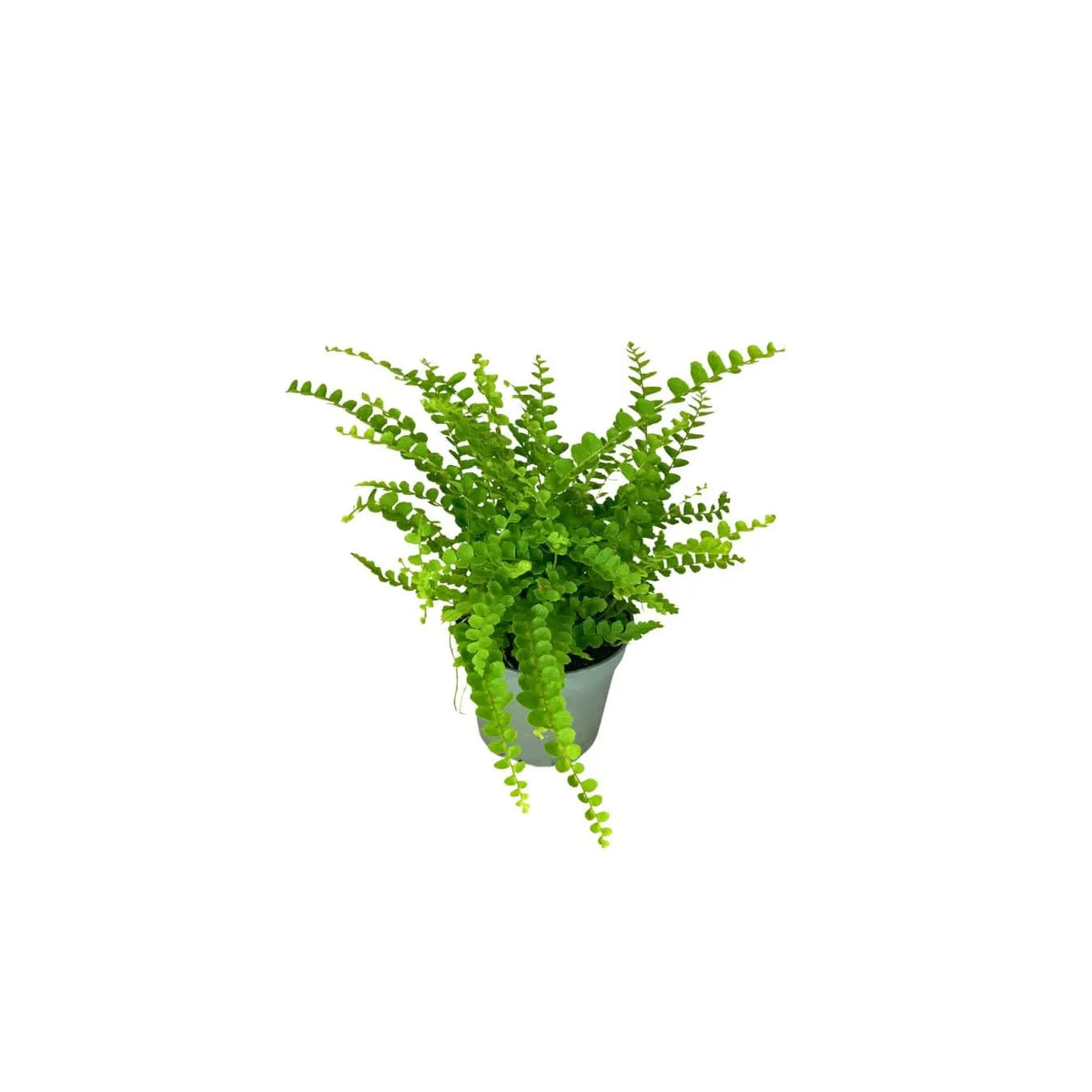 Set 4 piantine con bonsai ficus ginseng