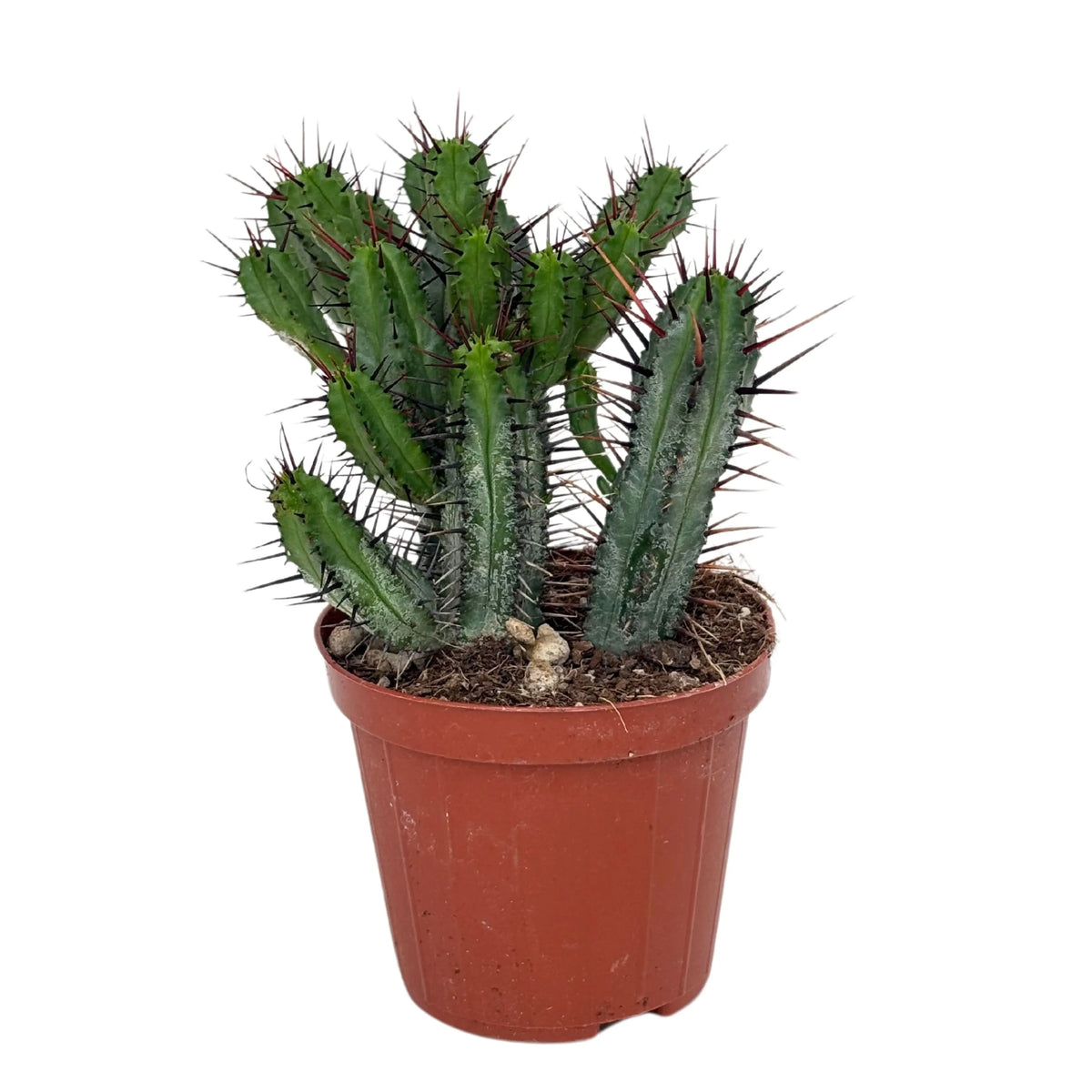 Set 6 Piantine Grasse D. 6.5 cm