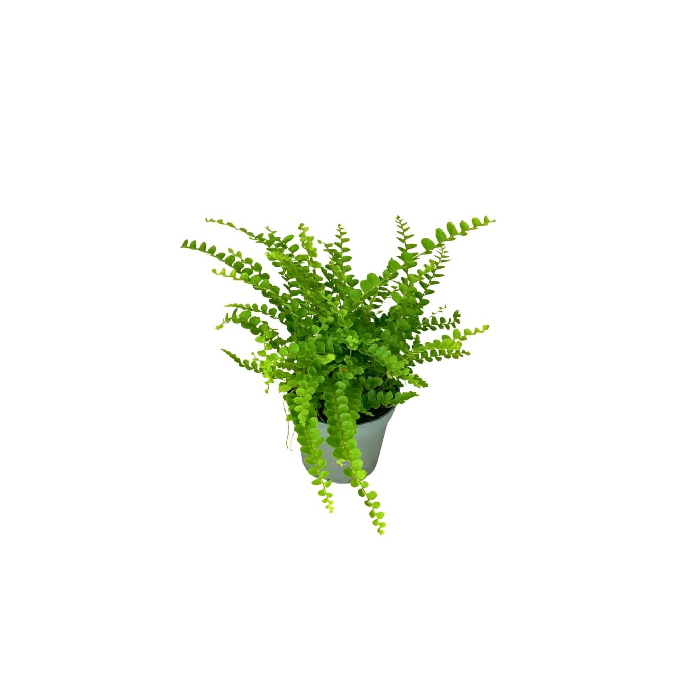 Set 6 piantine verdi per terrarium