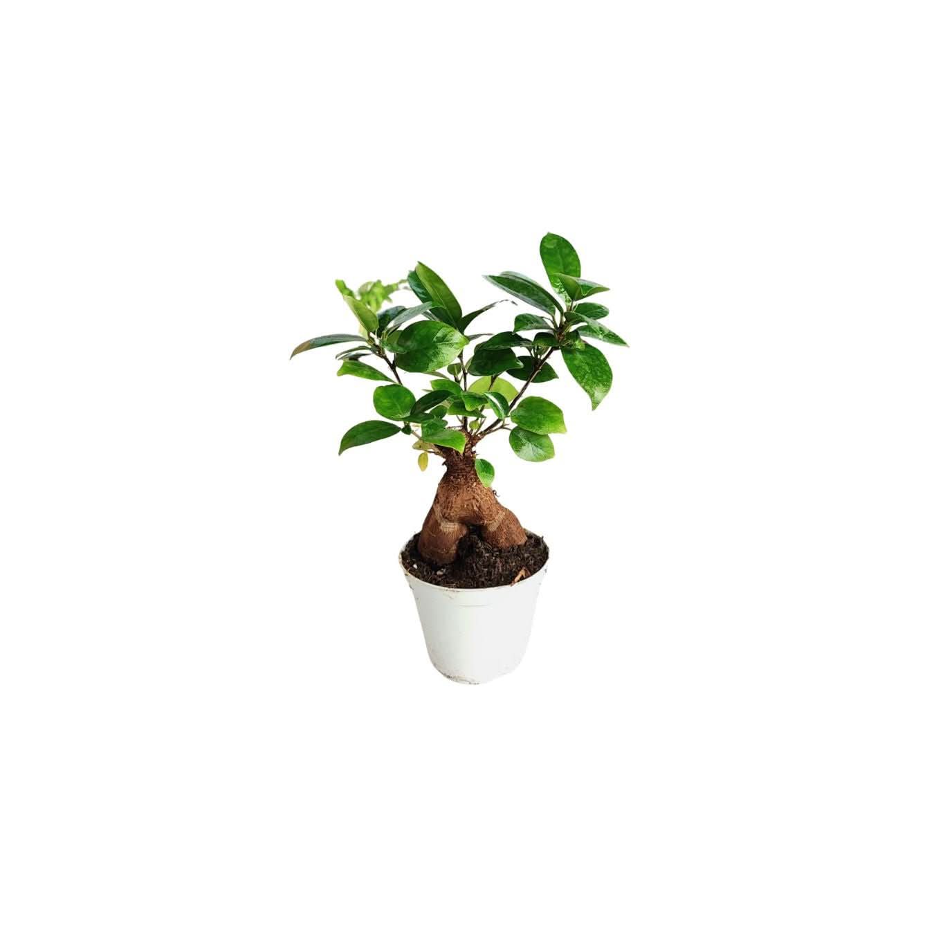 Set 6 piantine verdi per terrarium