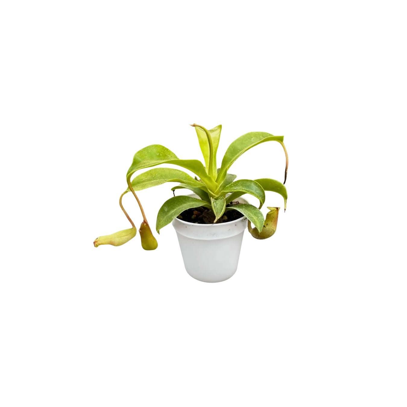 Set 6 piantine verdi per terrarium