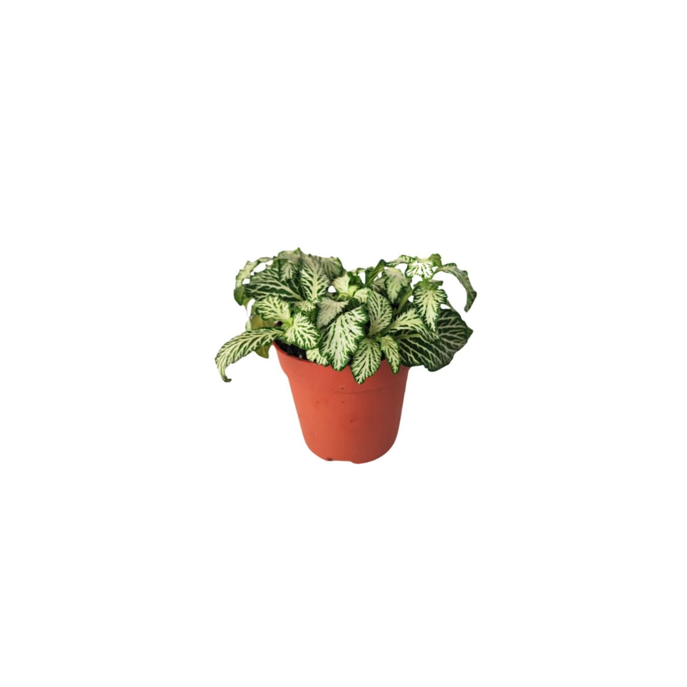 Set 6 piantine verdi per terrarium