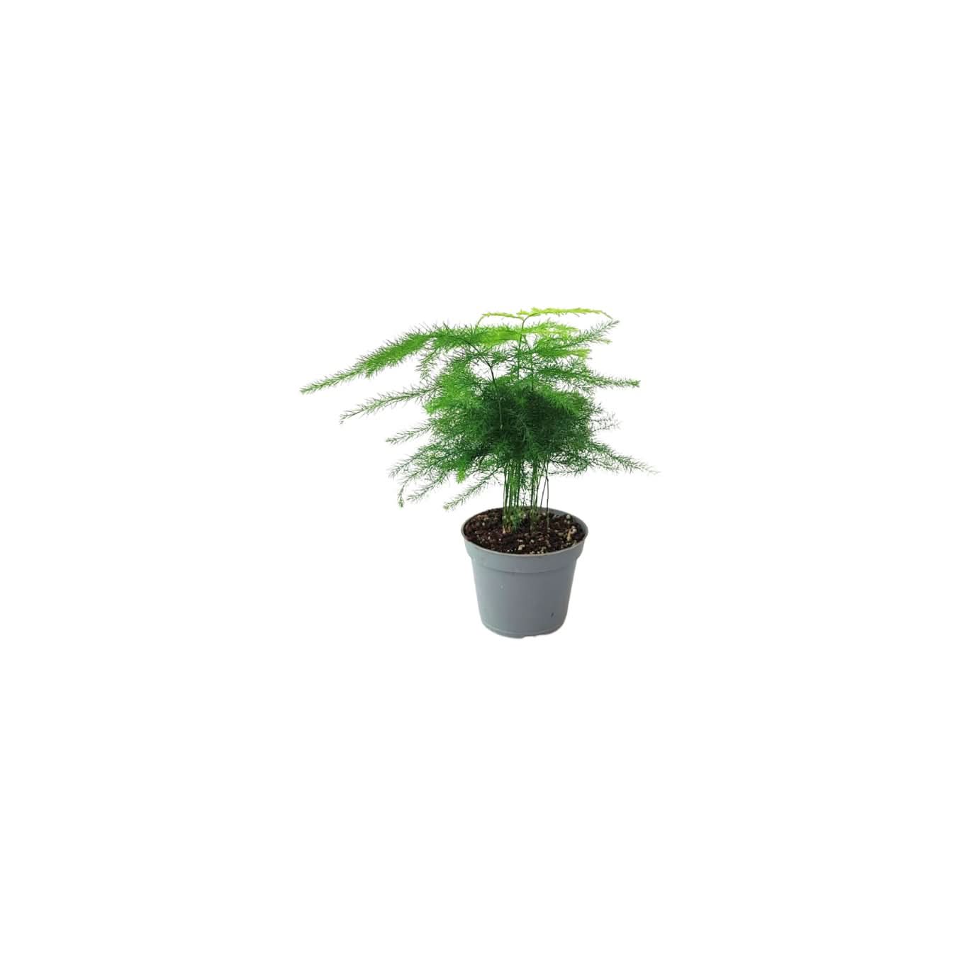 Set 6 piantine verdi per terrarium