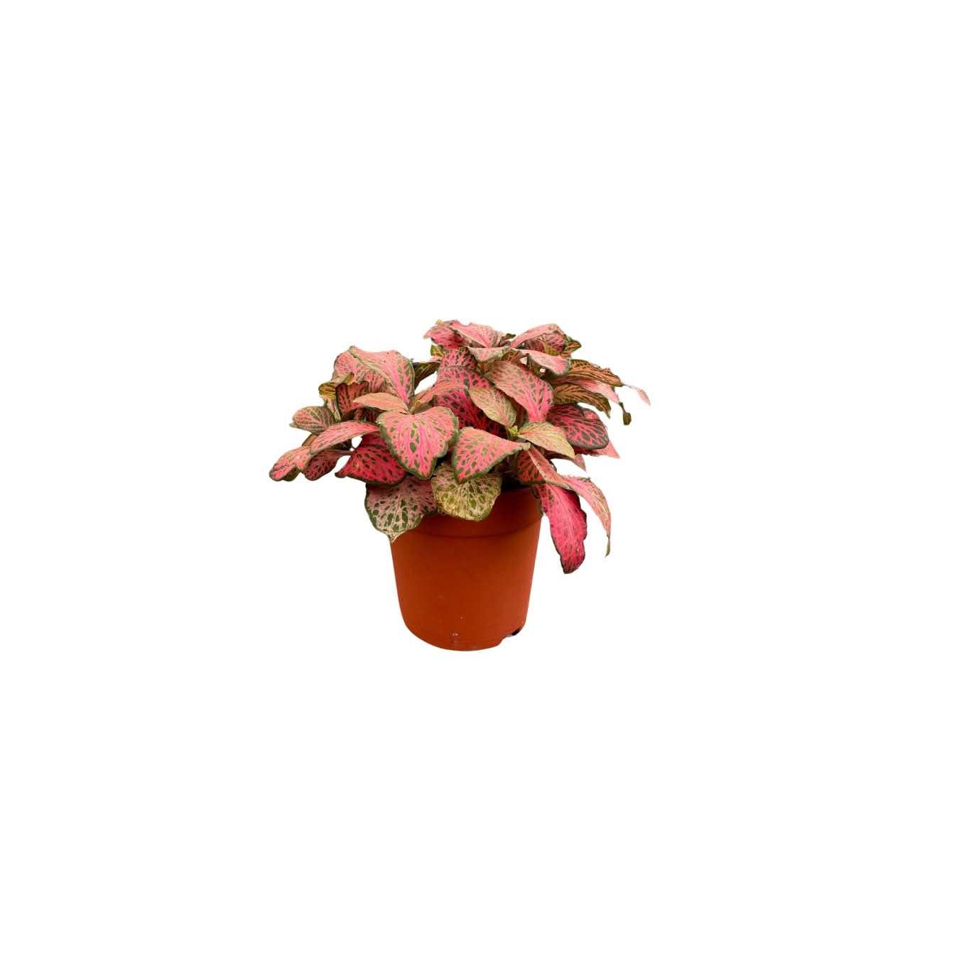 Set 6 piantine verdi per terrarium