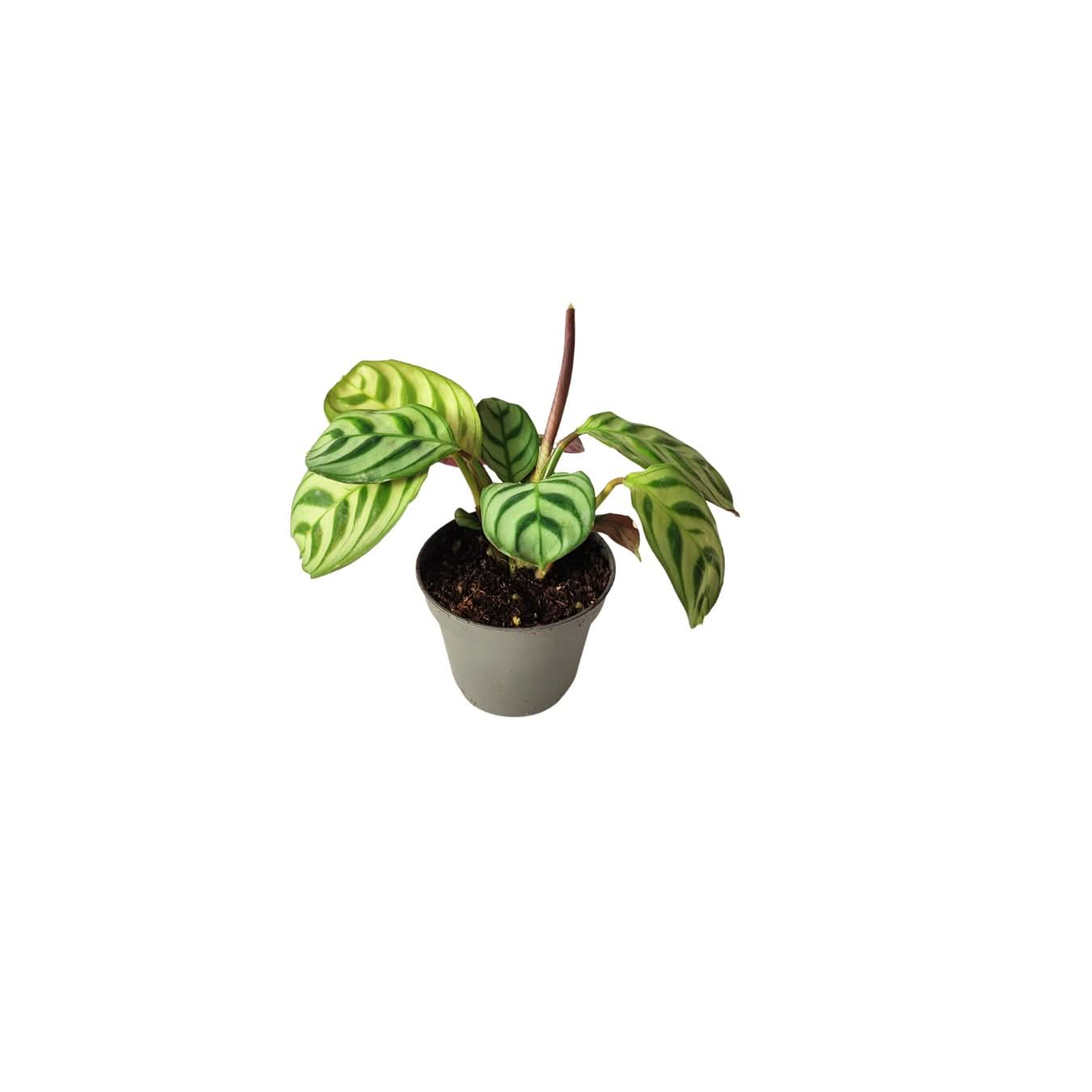 Set di 5 piantine per terrarium