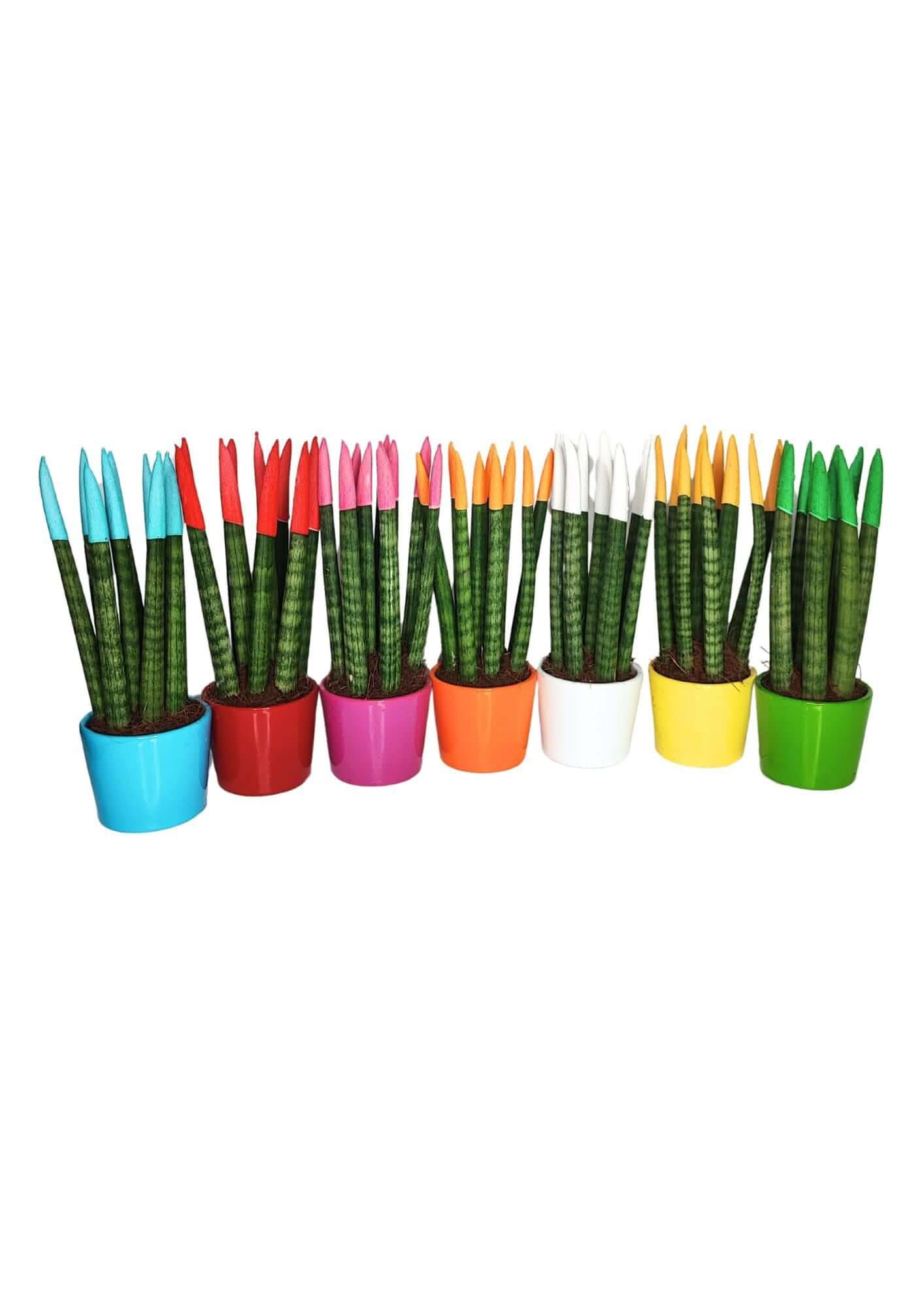 Set di 7 Sansevieria punte di velluto  in Vaso di Ceramica
