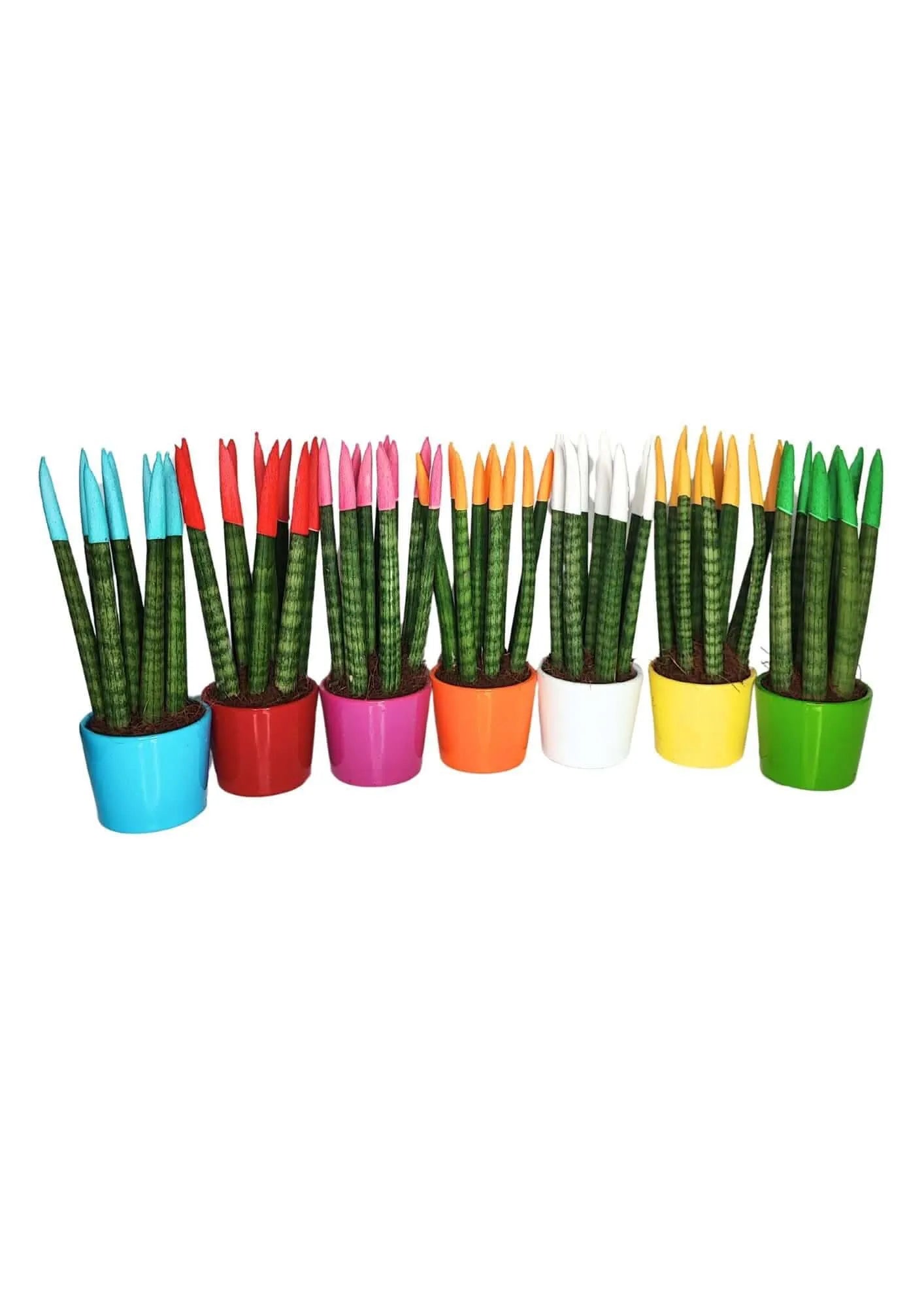 Set di 7 Sansevieria punte di velluto  in Vaso di Ceramica