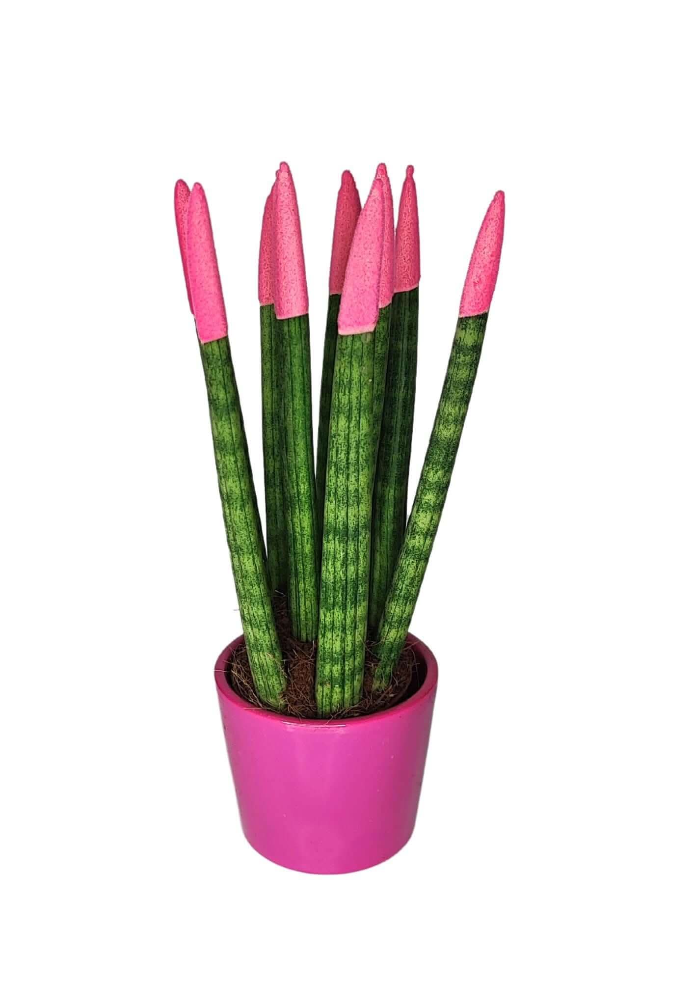 Set di 7 Sansevieria punte di velluto  in Vaso di Ceramica