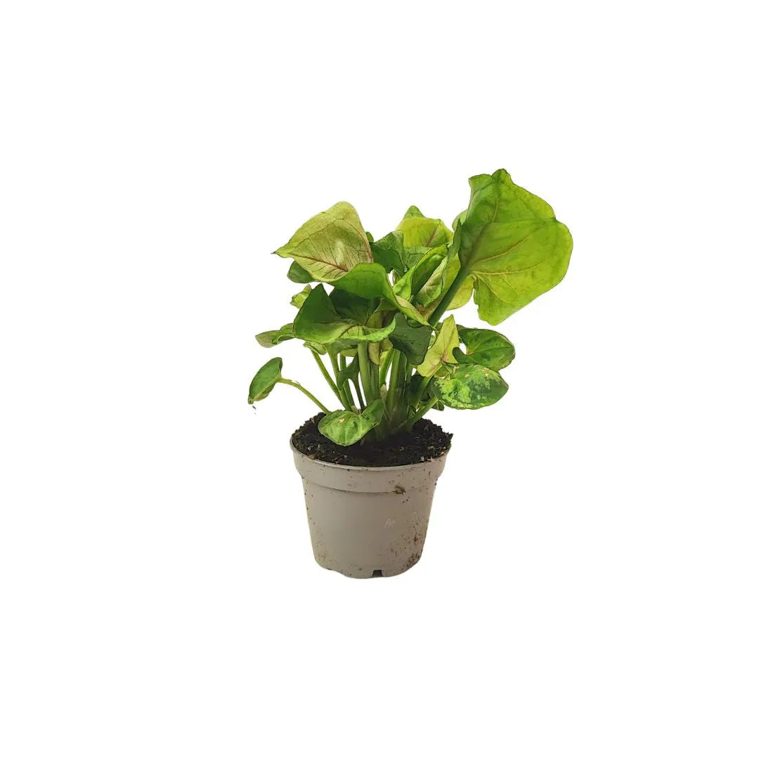 Set 6 piantine verdi per terrarium