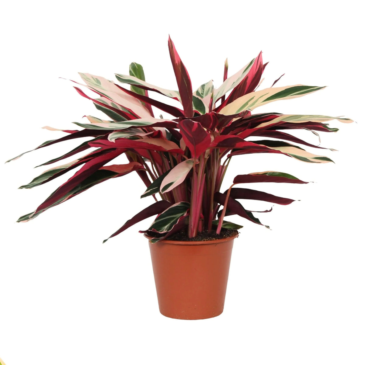 Stromanthe 'Triostar' D. 19 cm H. 80 cm SO
