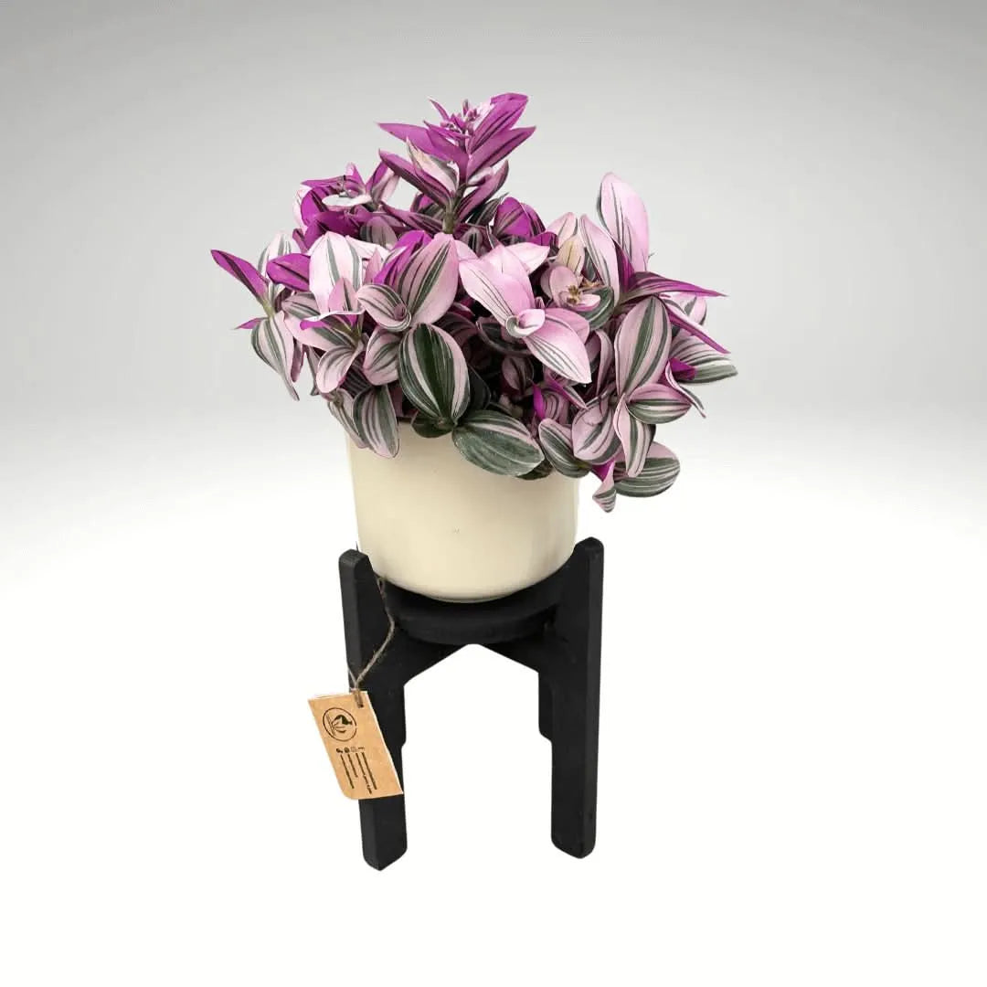 Supporto elegante Nero per Piante H.30 cm