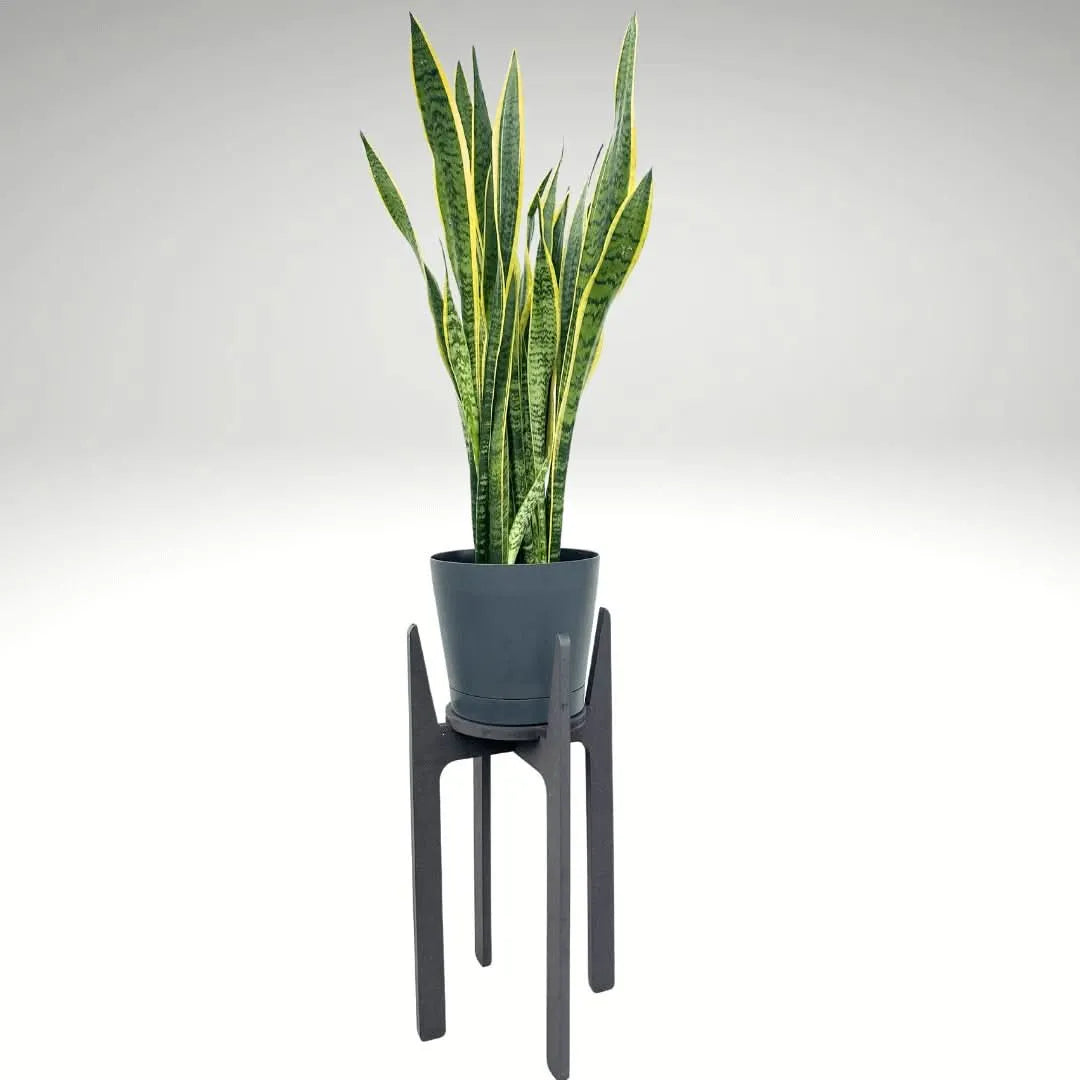Supporto elegante Nero per Piante H.70