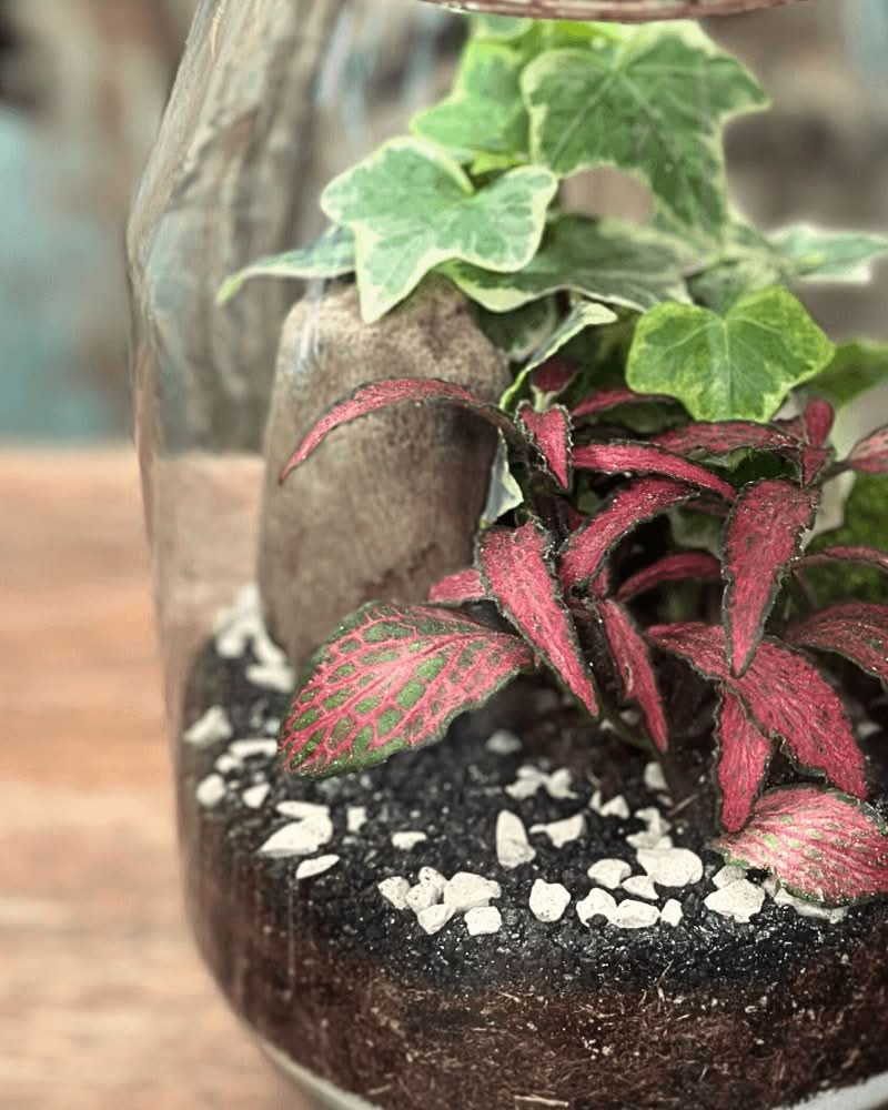 Terrarium Alessia 058