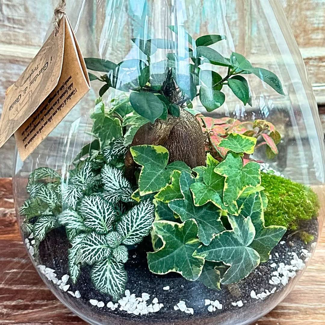Terrarium Coraline 002