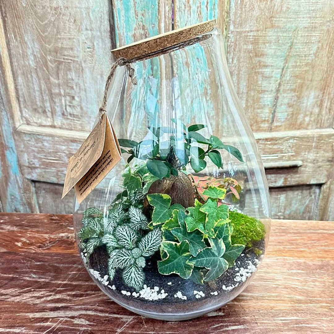 Terrarium Coraline 002